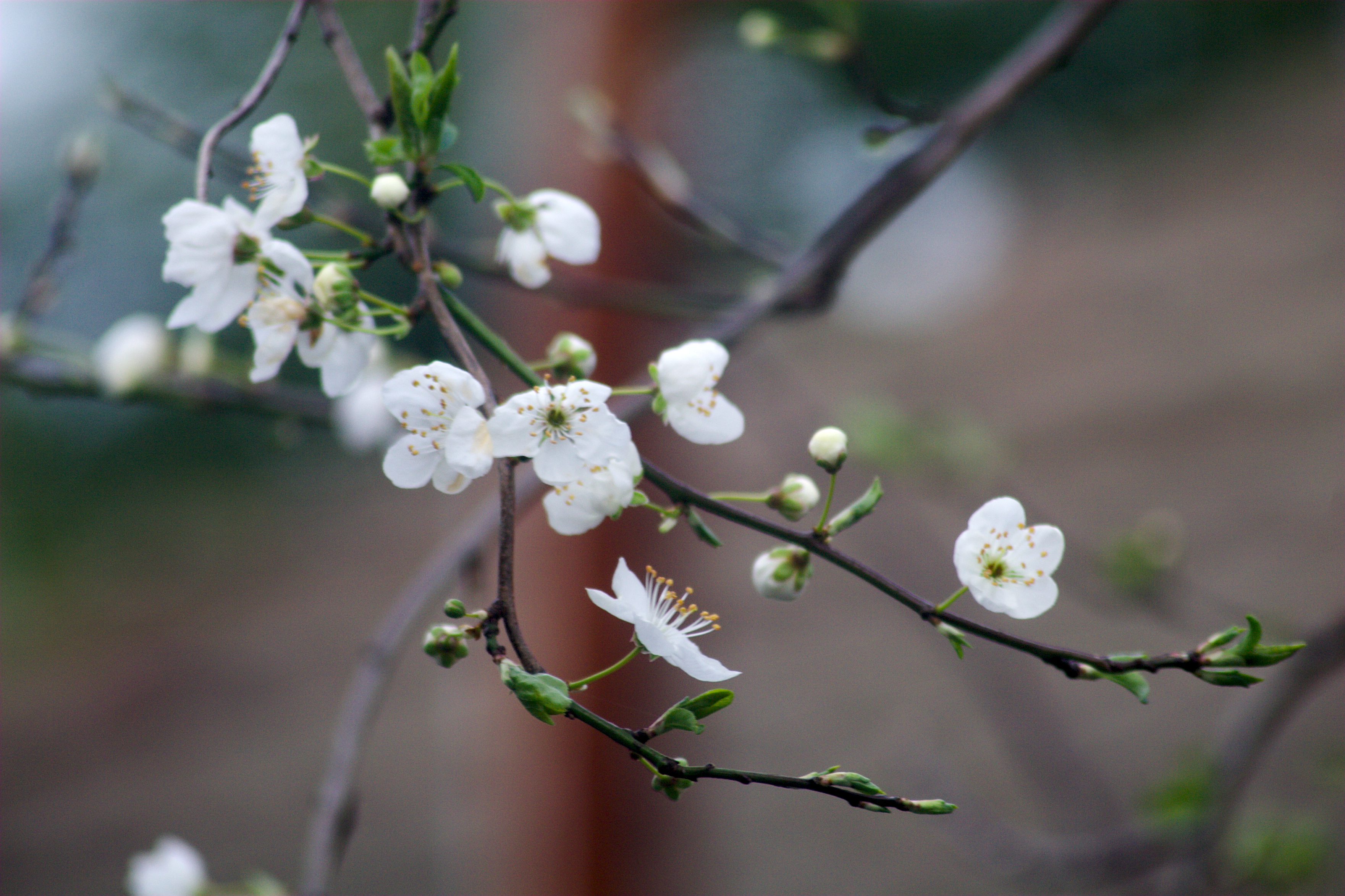 white blossom