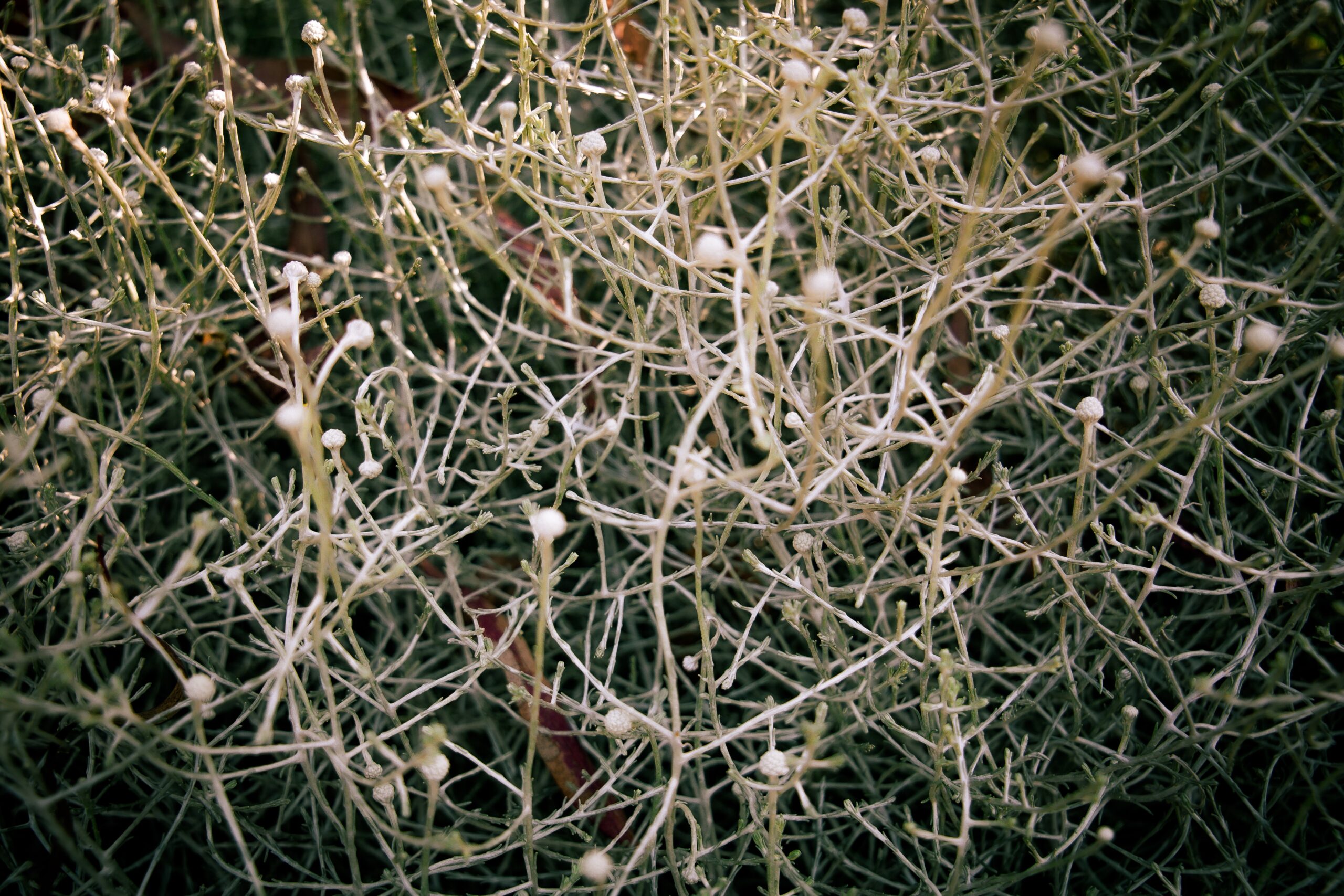 spores
