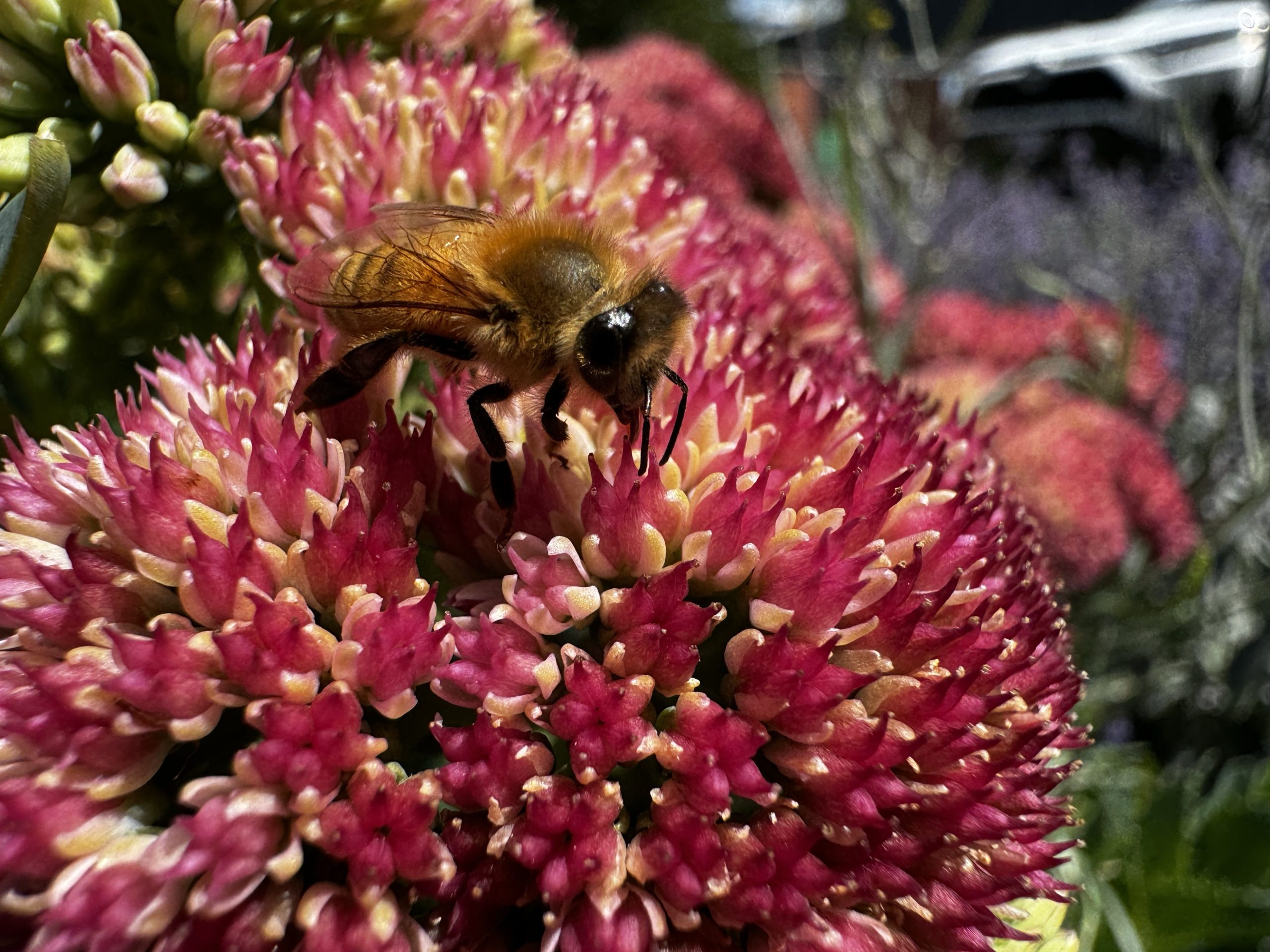 Pollination