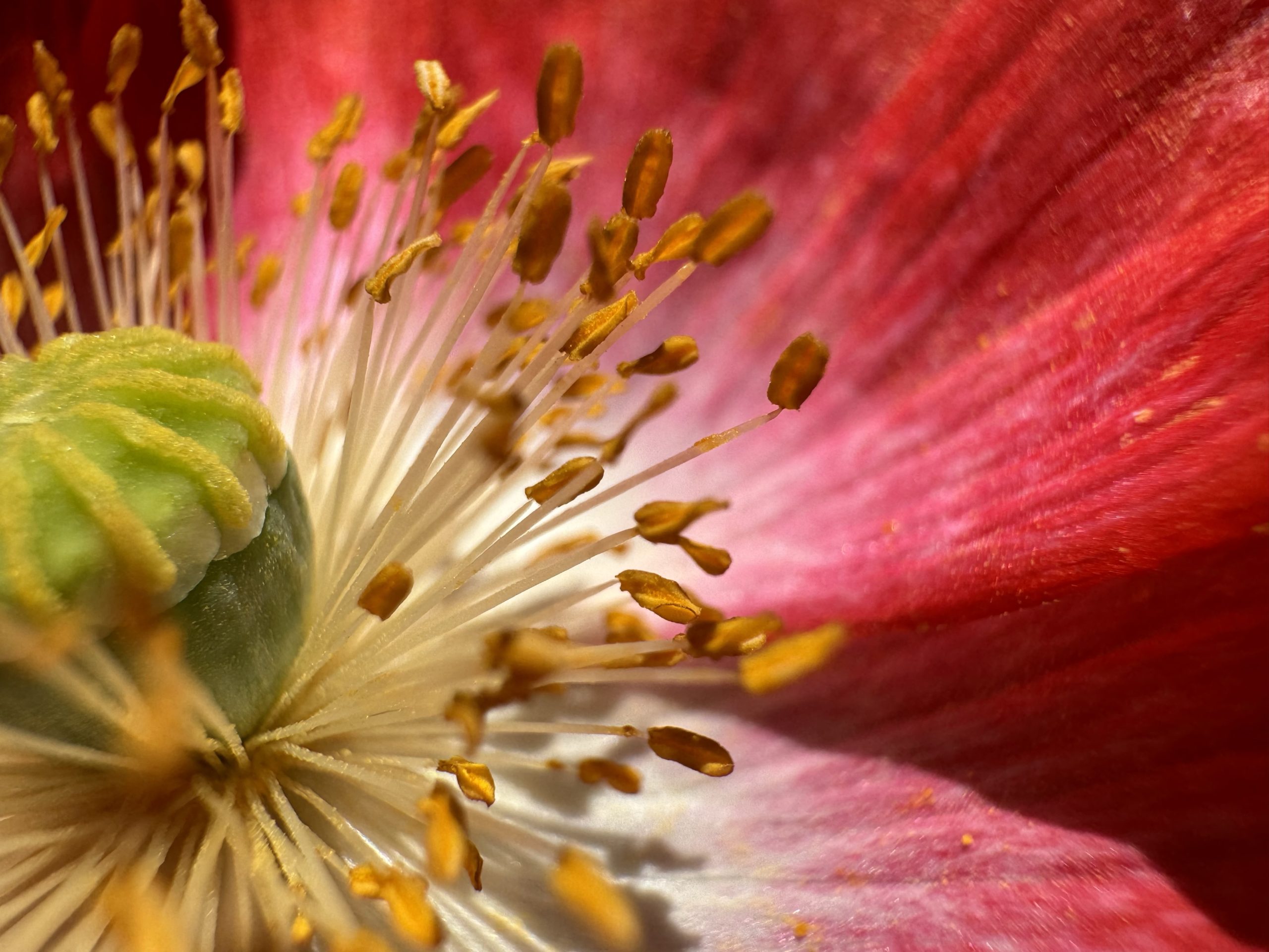 poppy