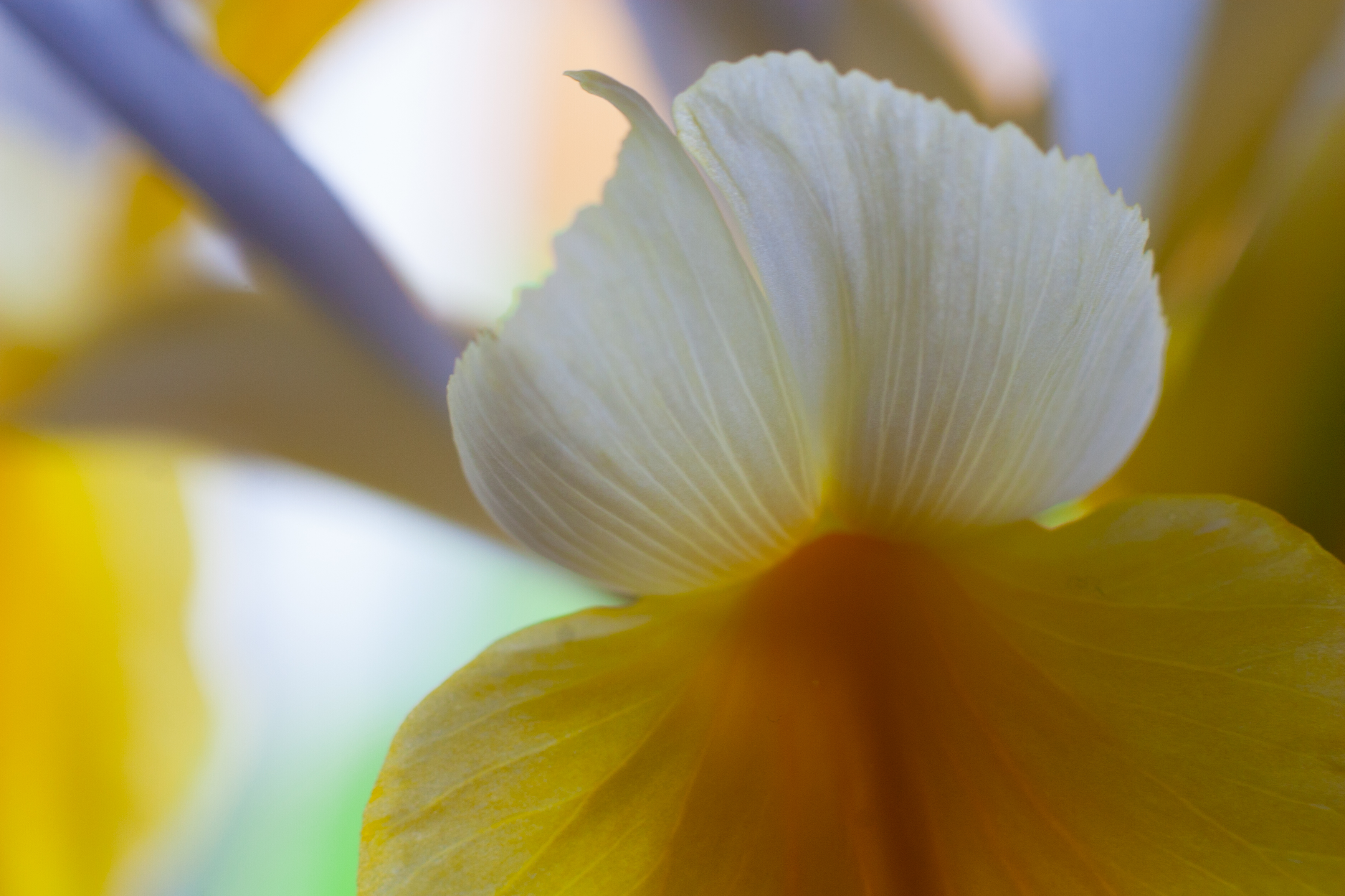 iris