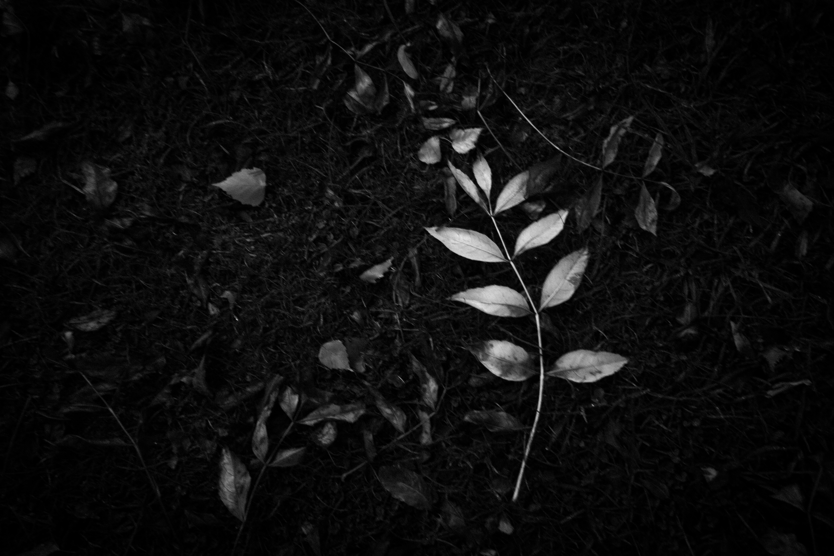 left to die