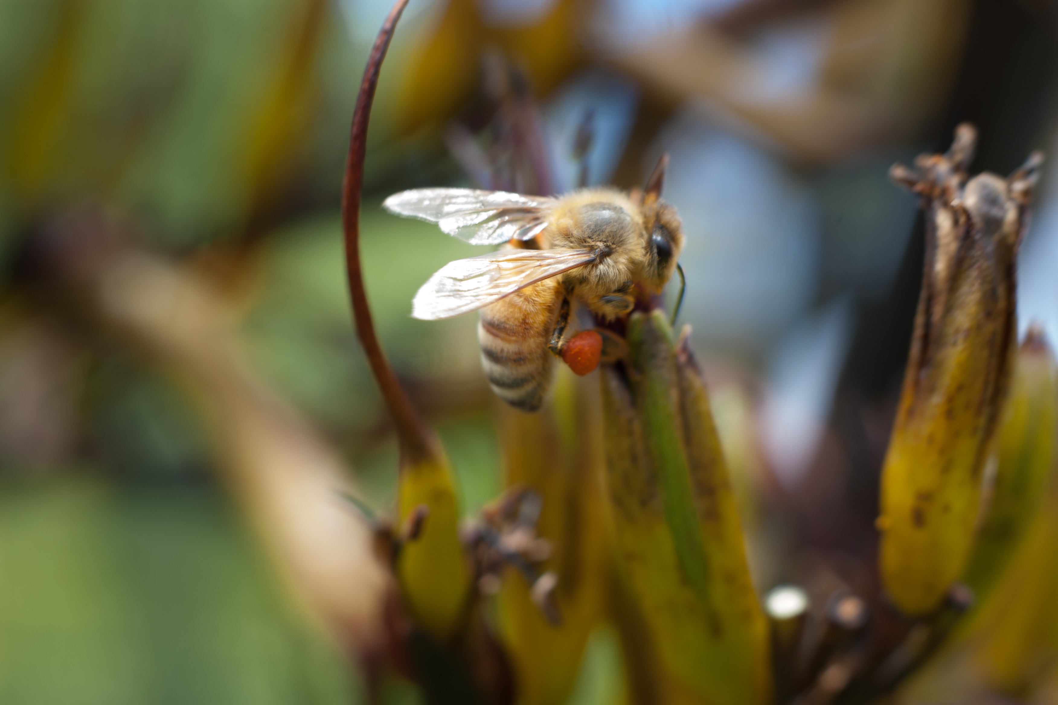 lets bee friends