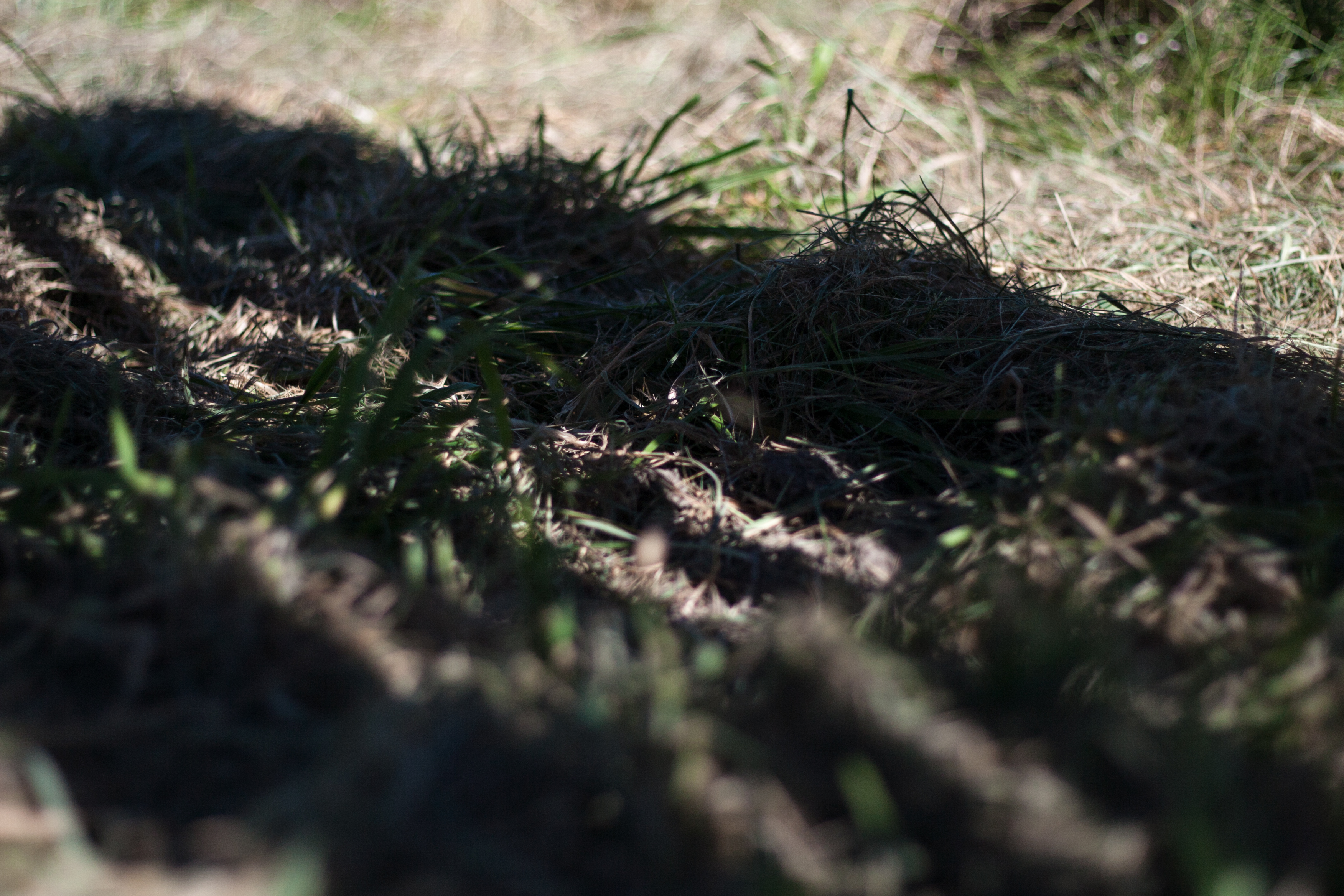 lines on the ground