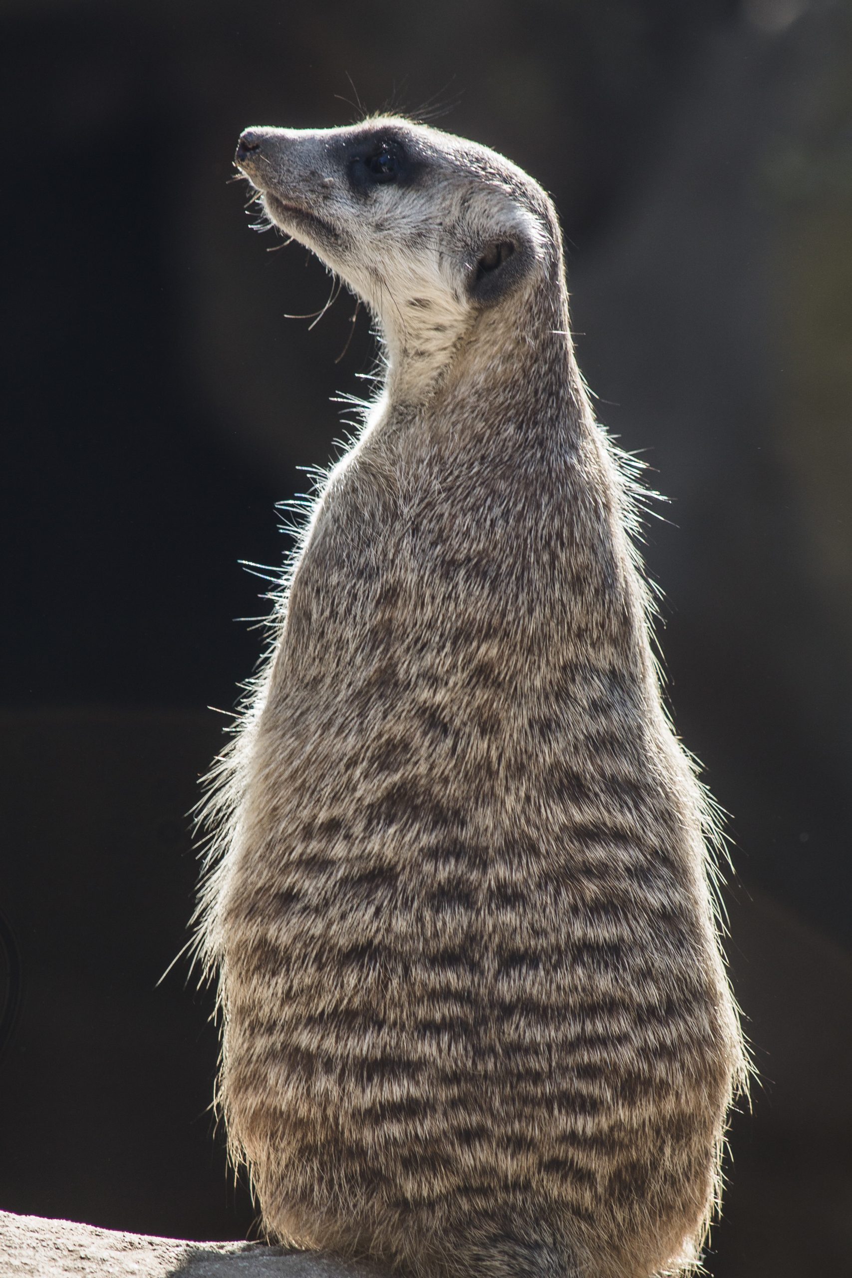 lookout