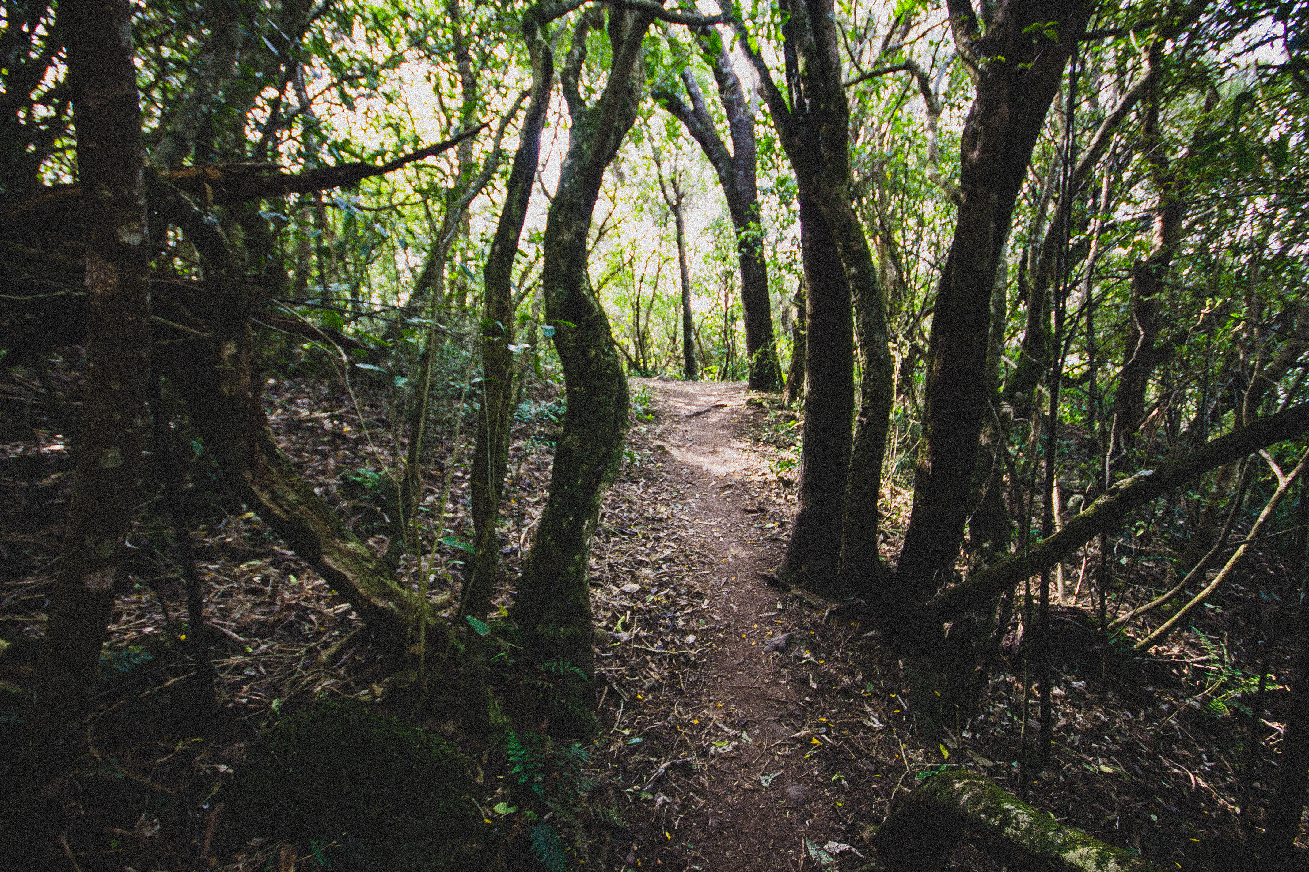 lost in the woods