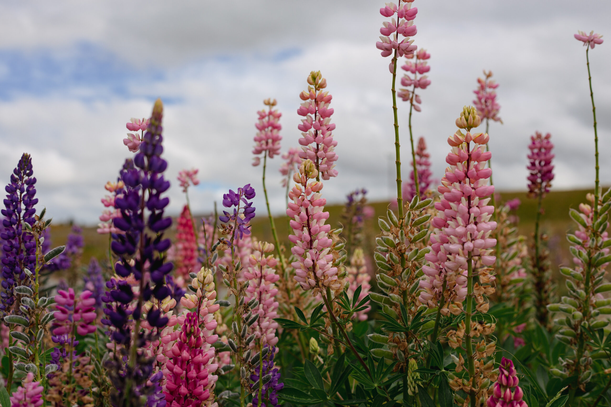 lupins
