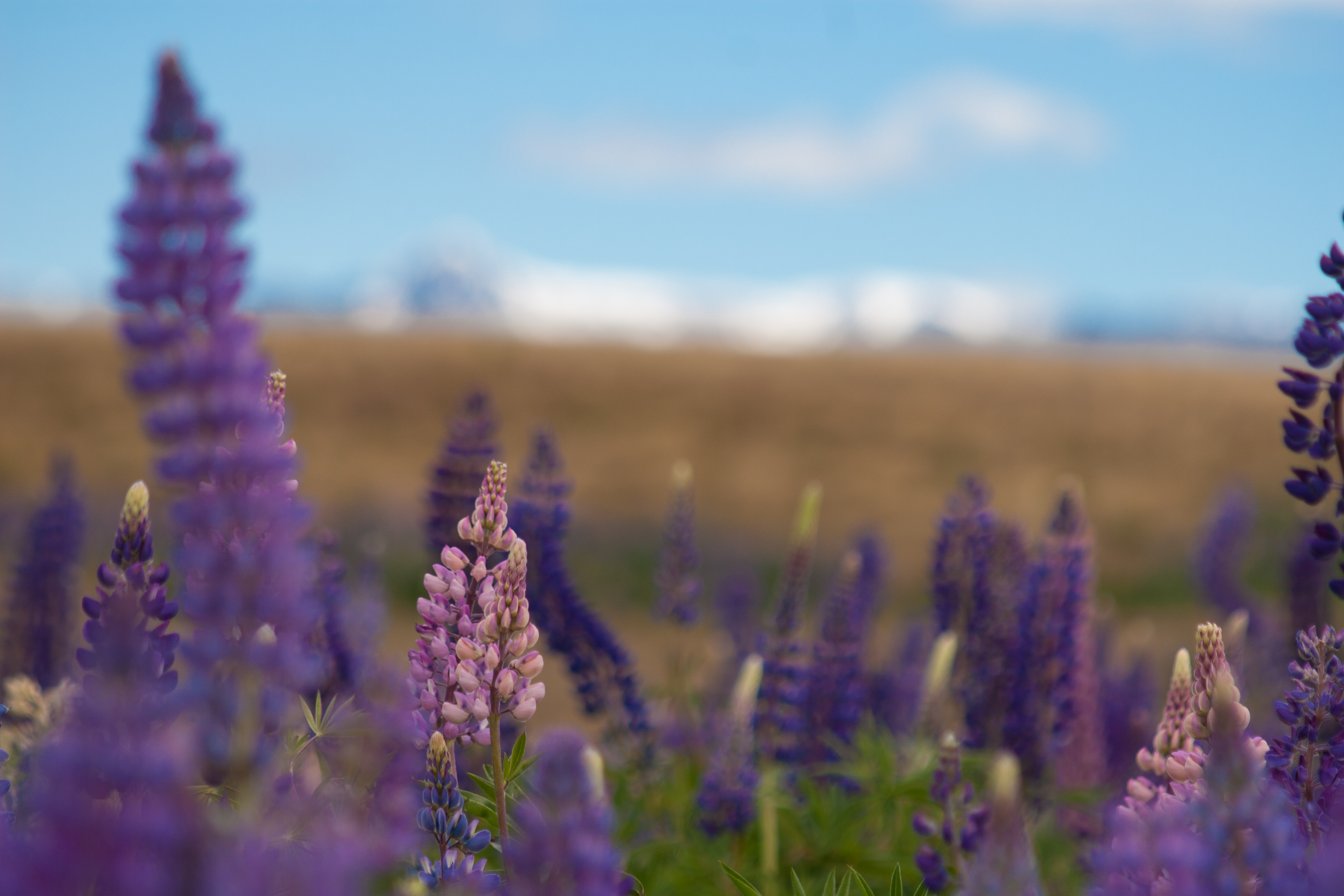 lupins