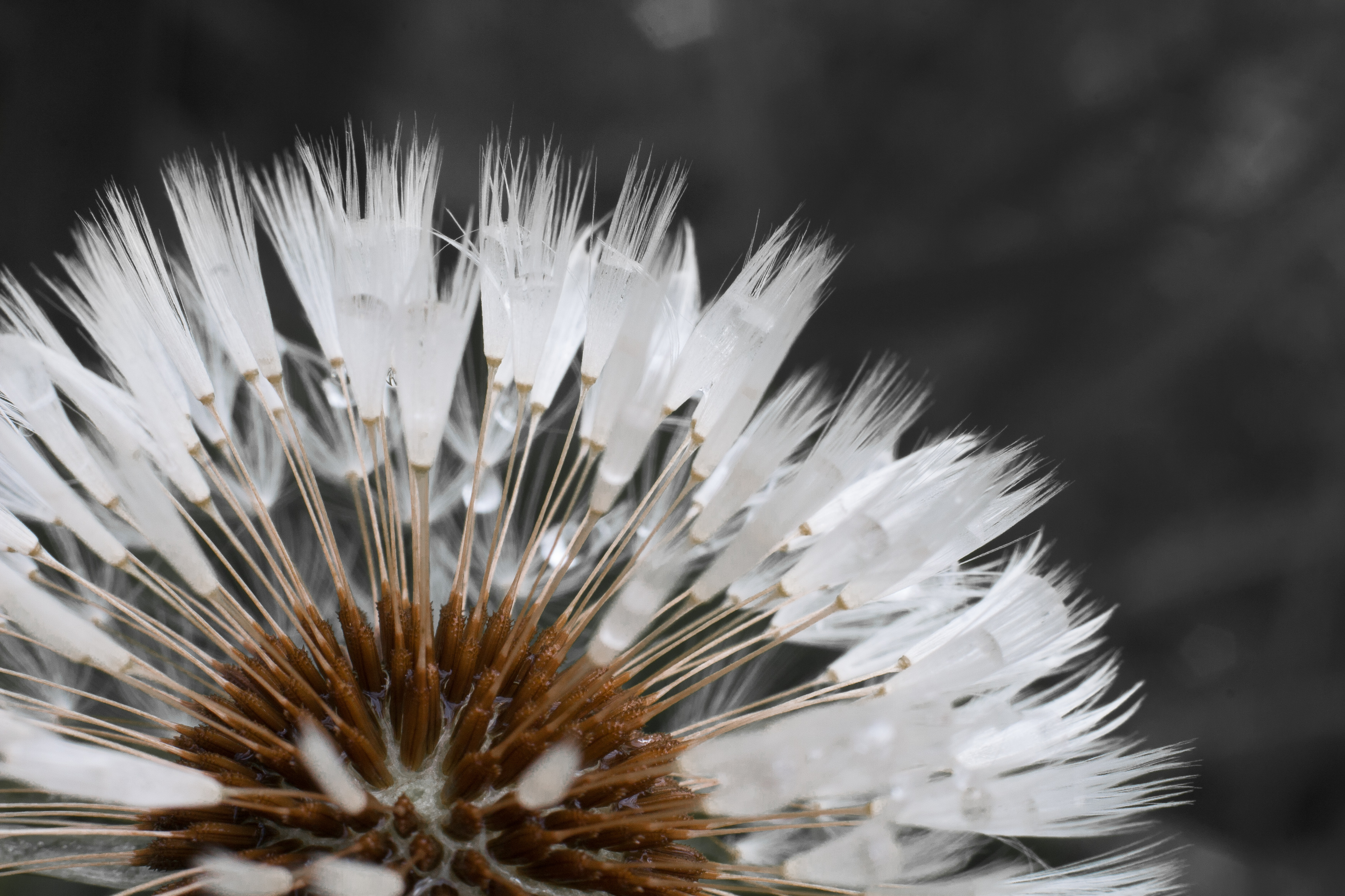 make a wish