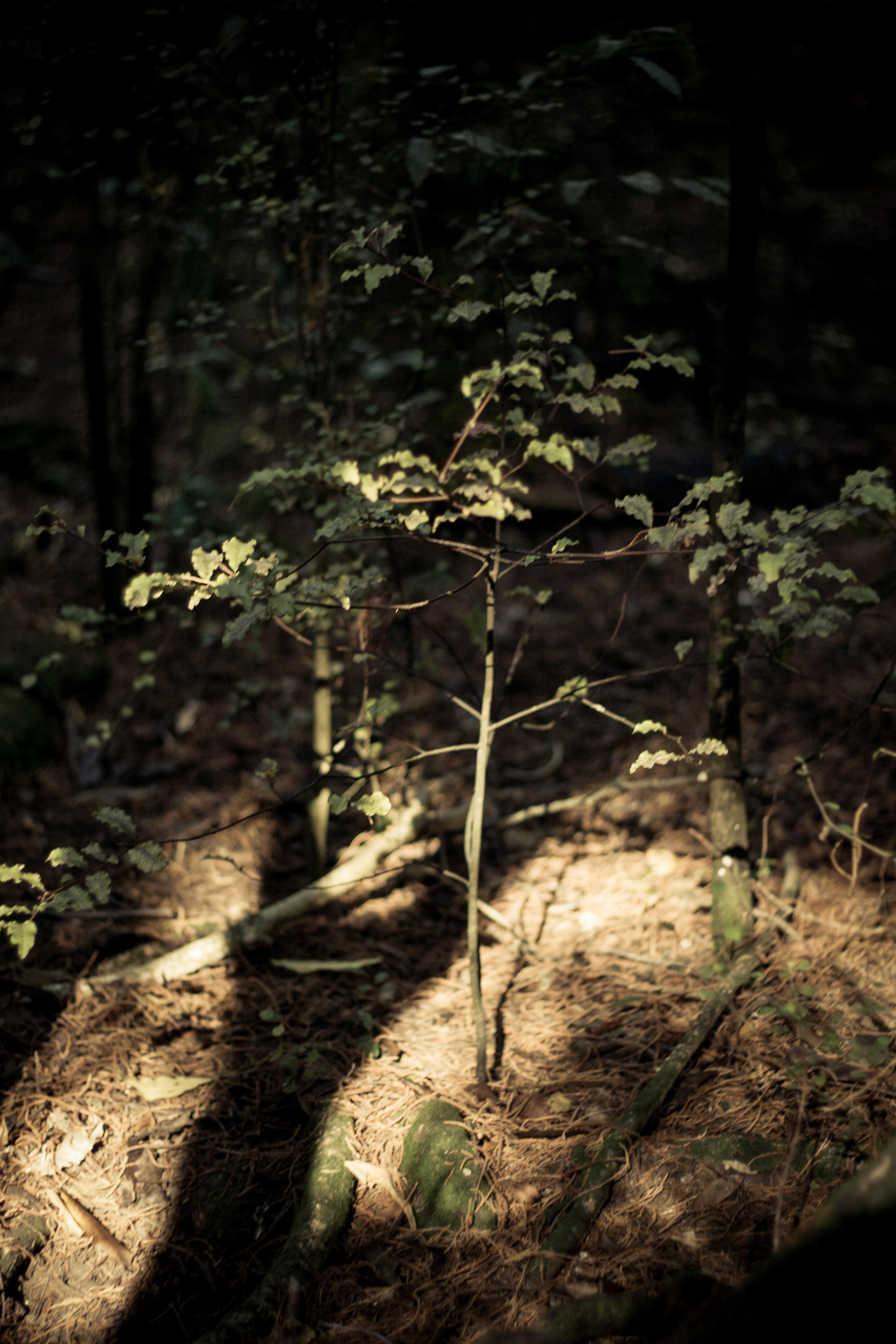 morning light