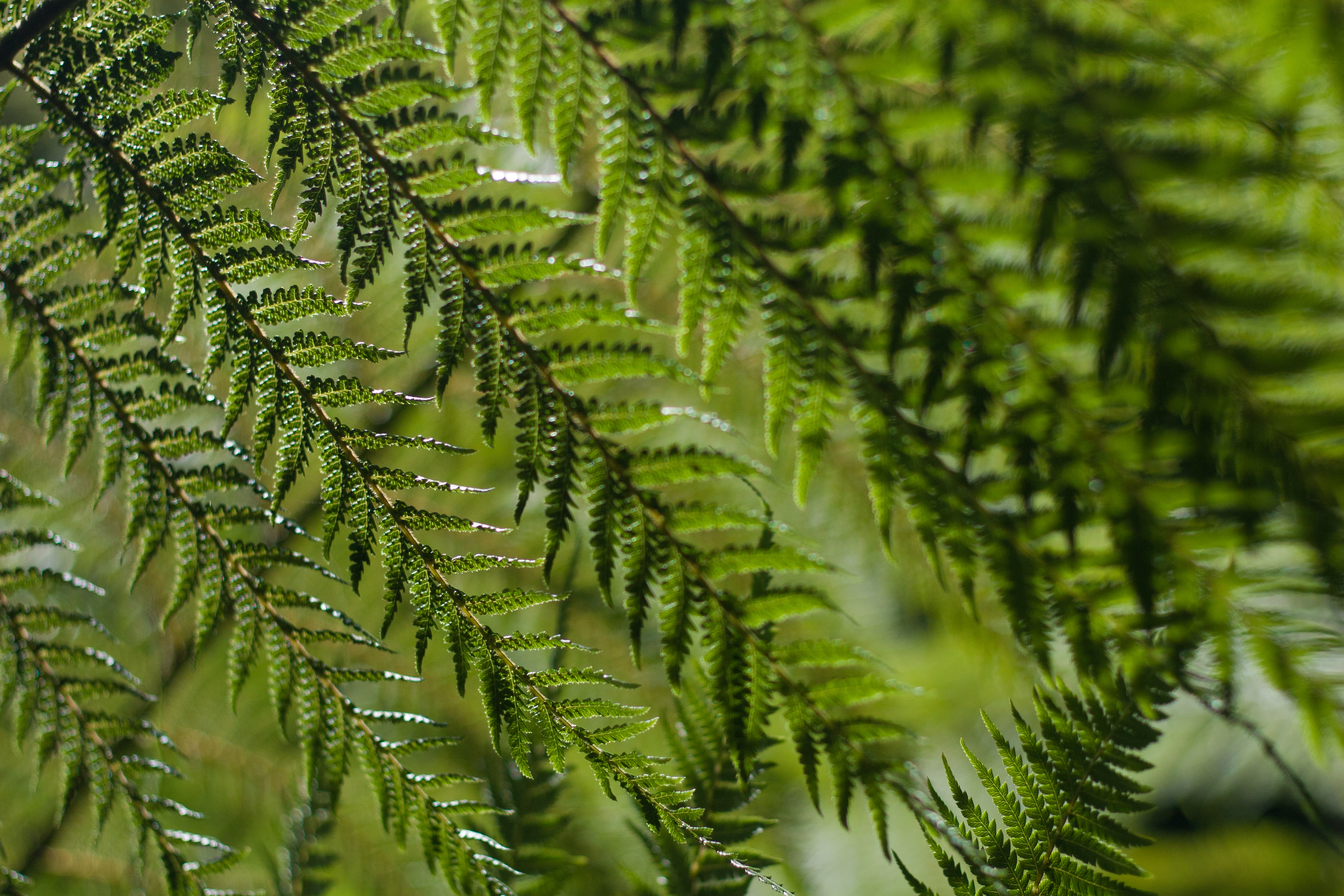 native view