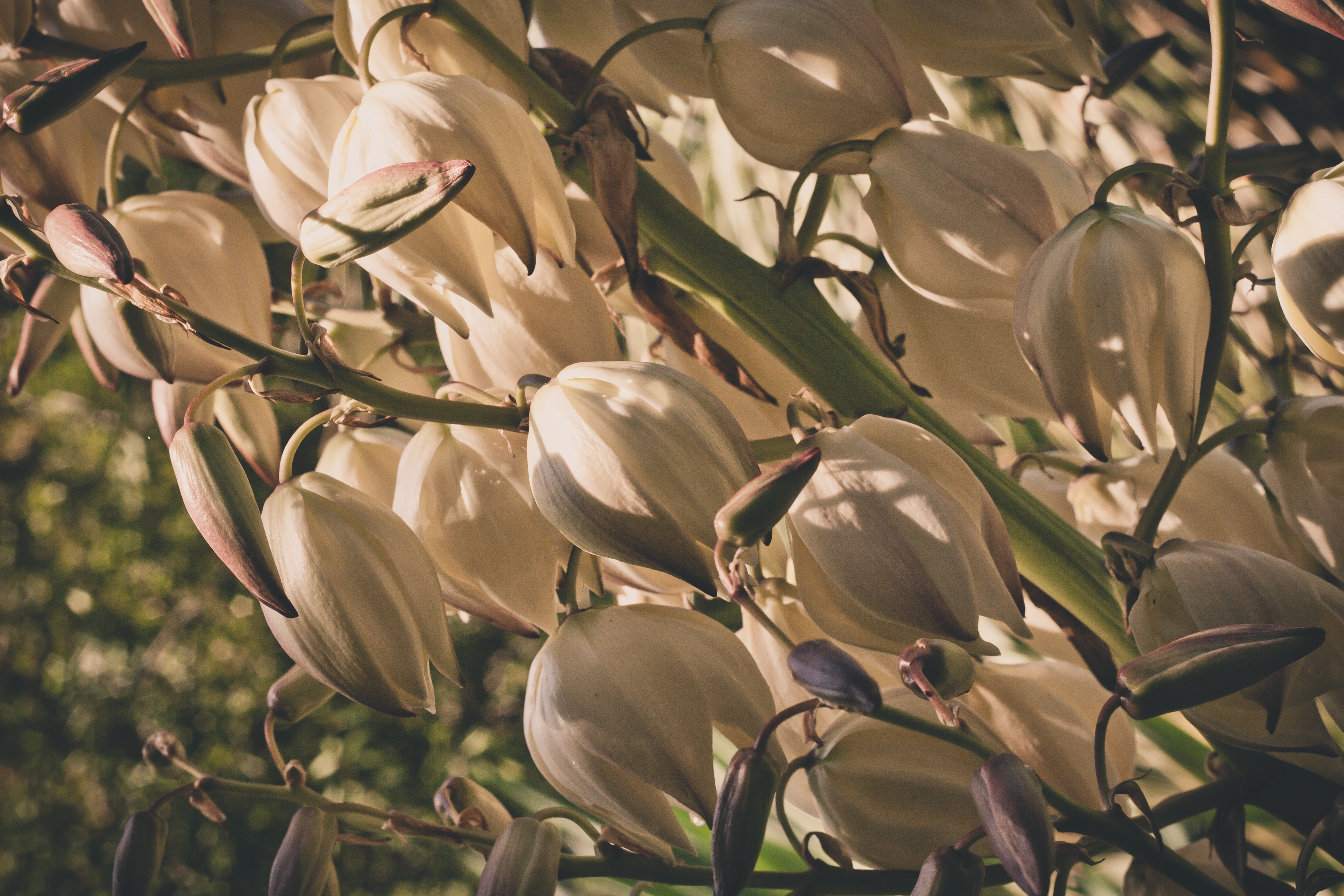 opening blooms