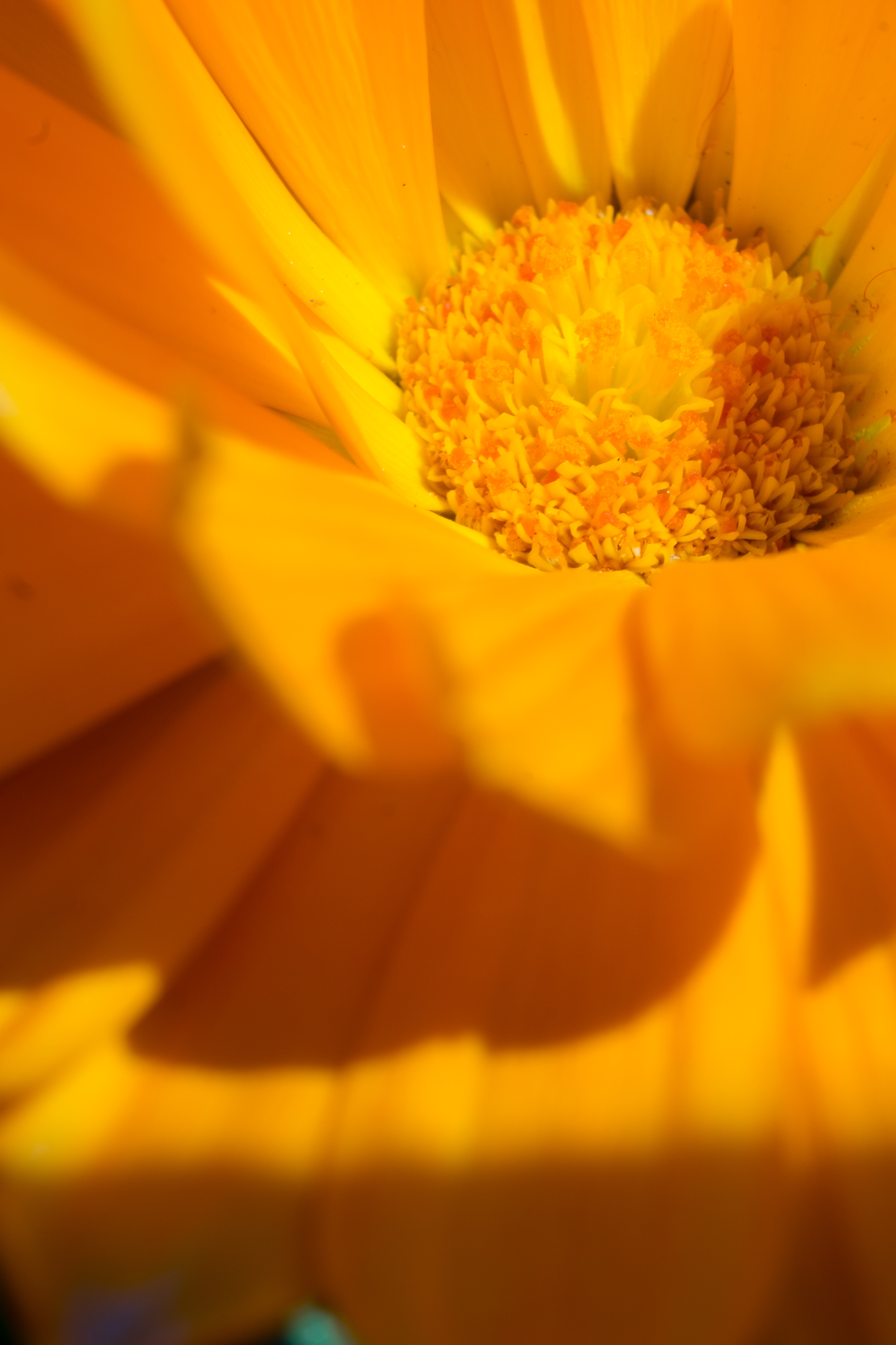 orange sun