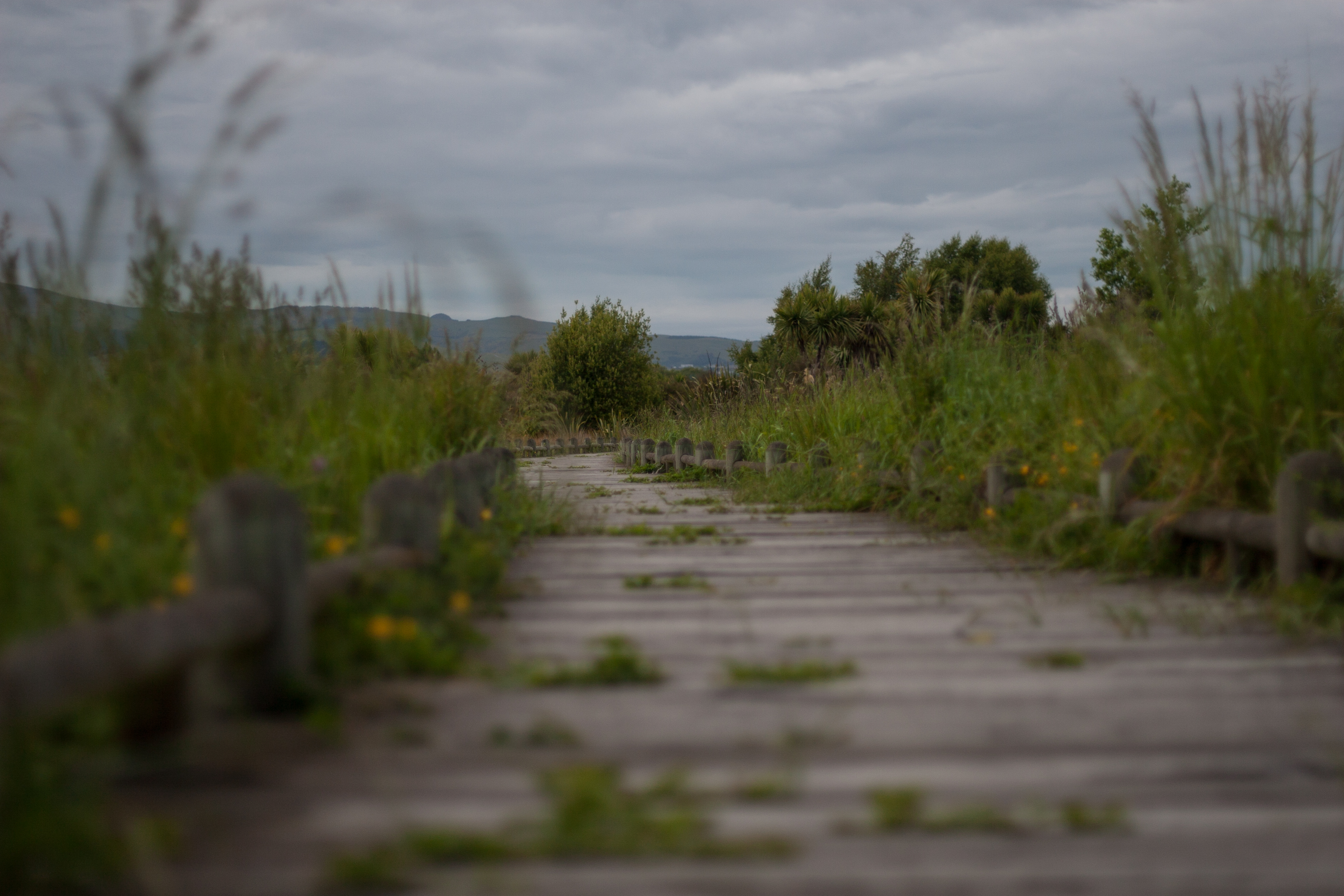 overgrown wooden path