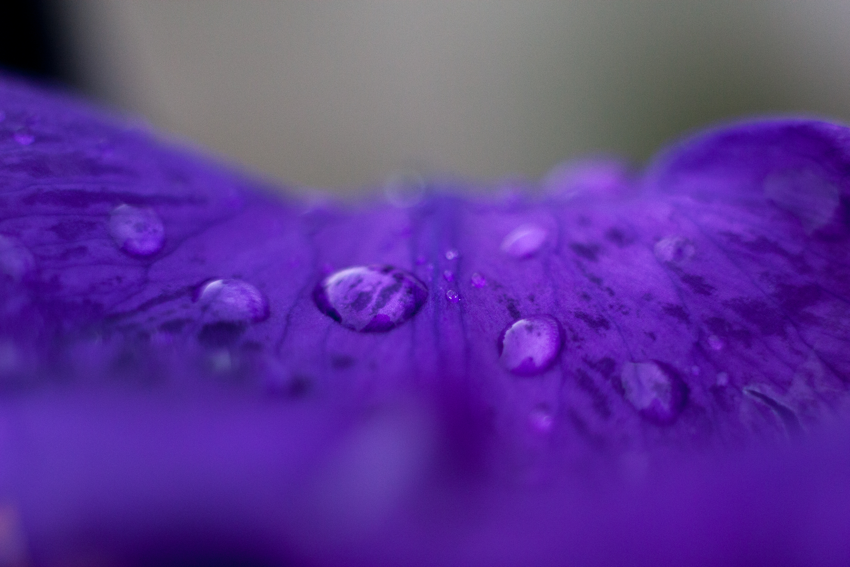 petal