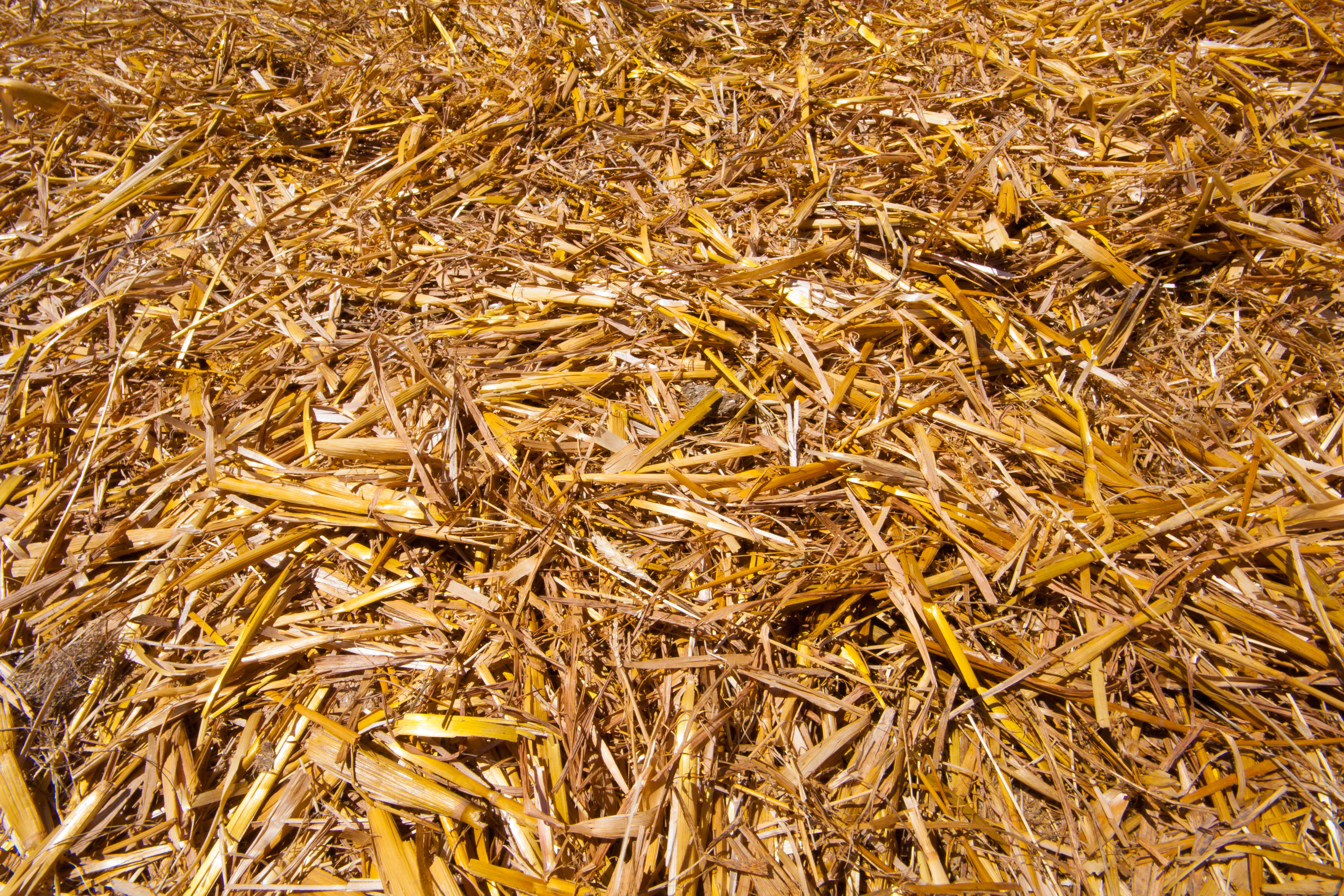 pile of gold