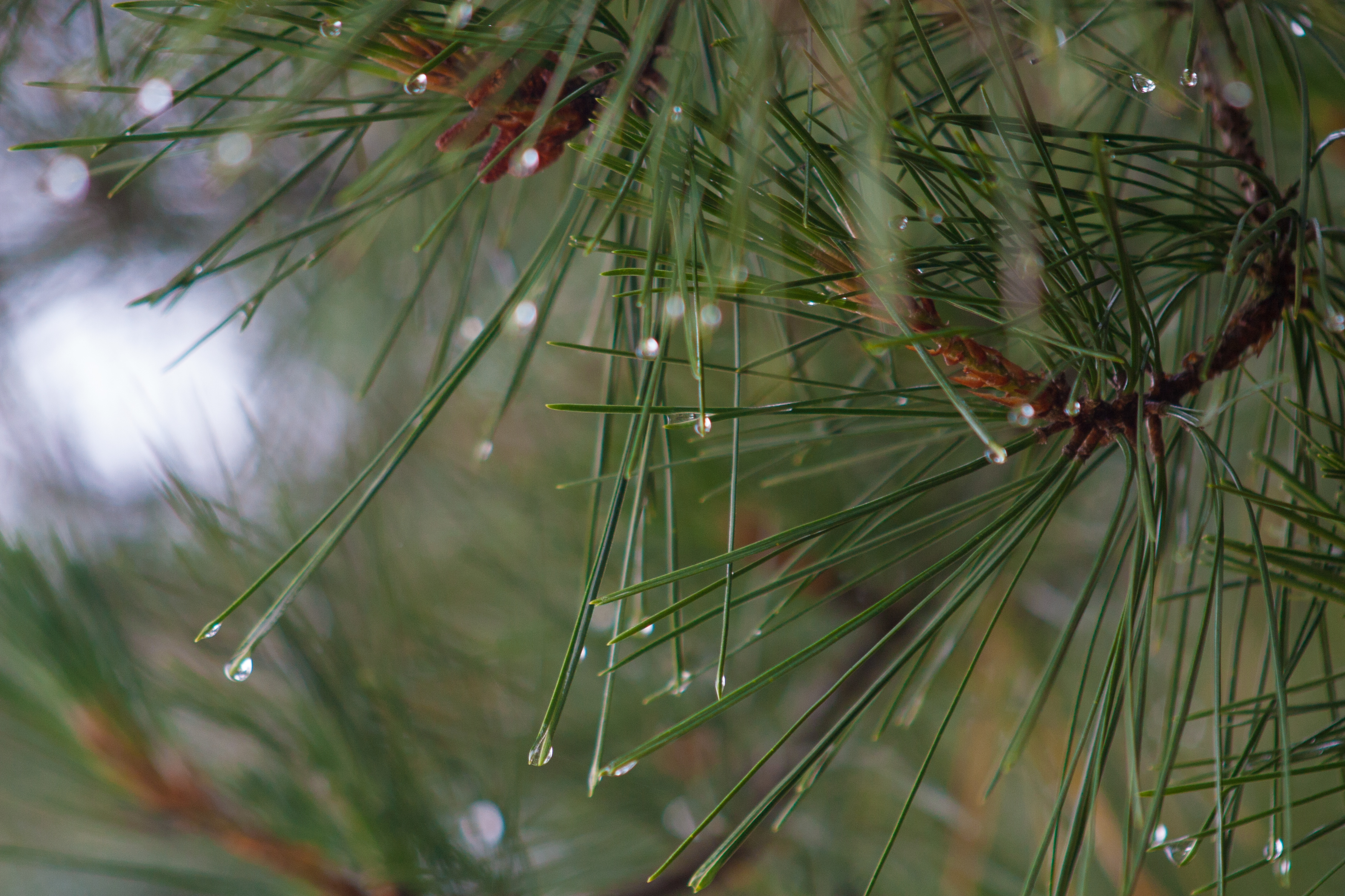 pine