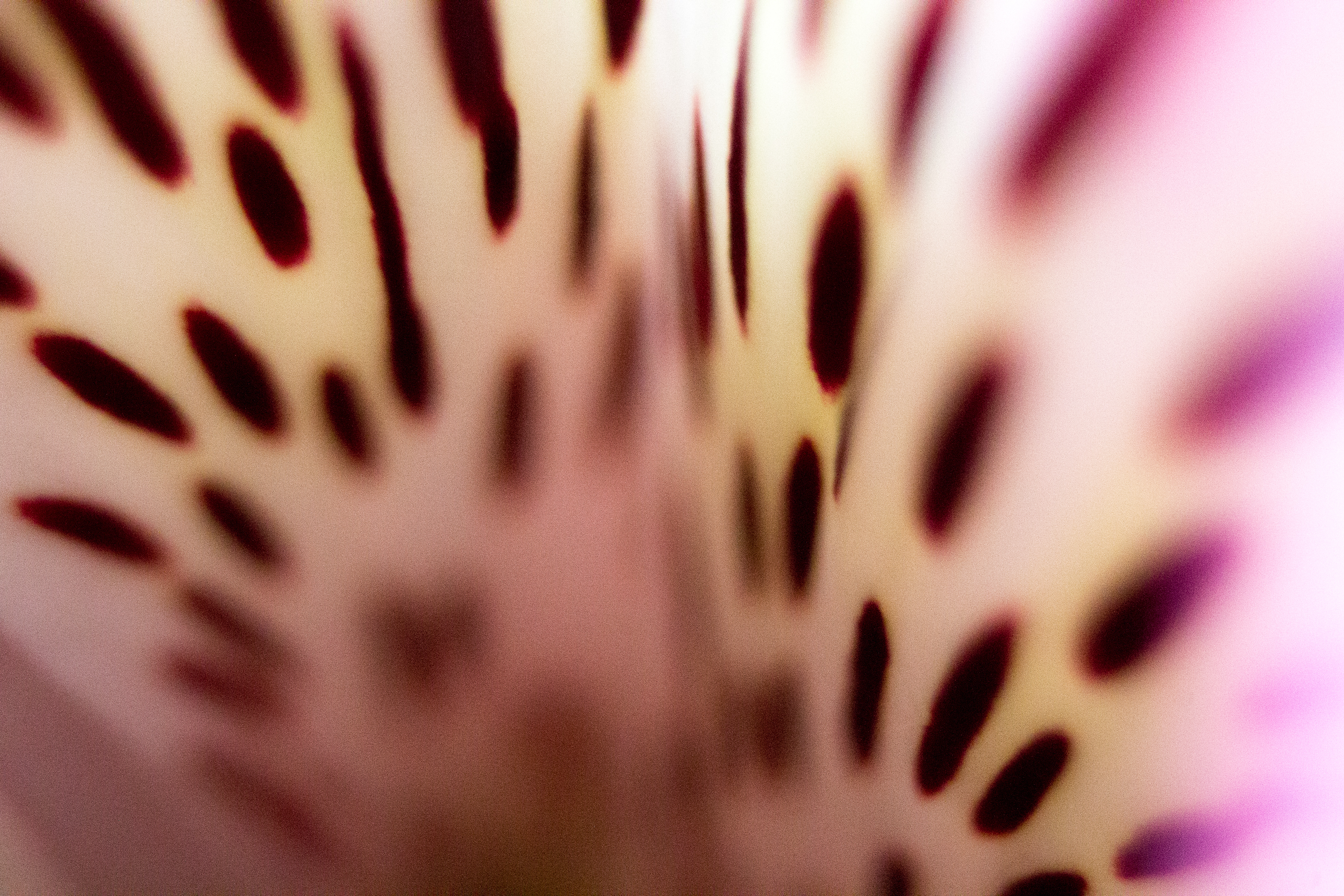 pink and white