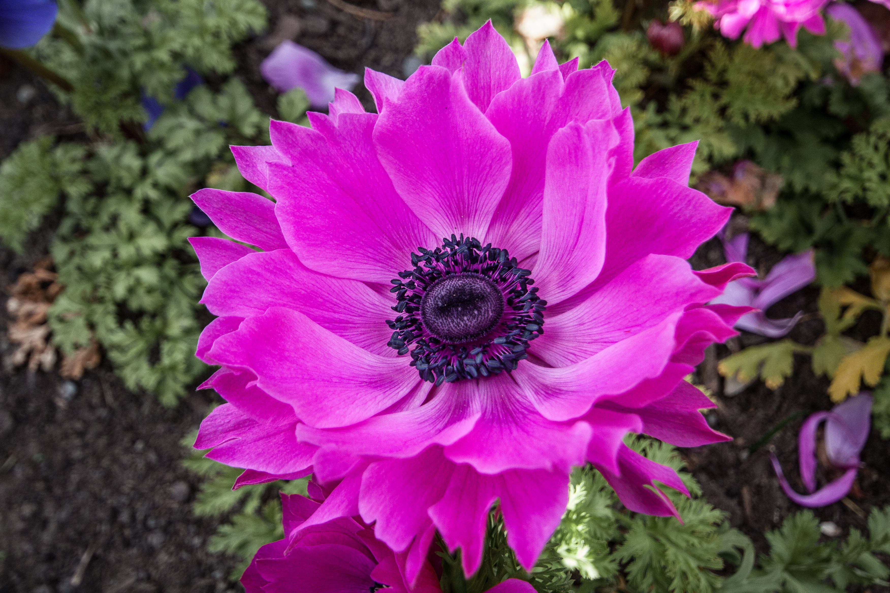 pink sun