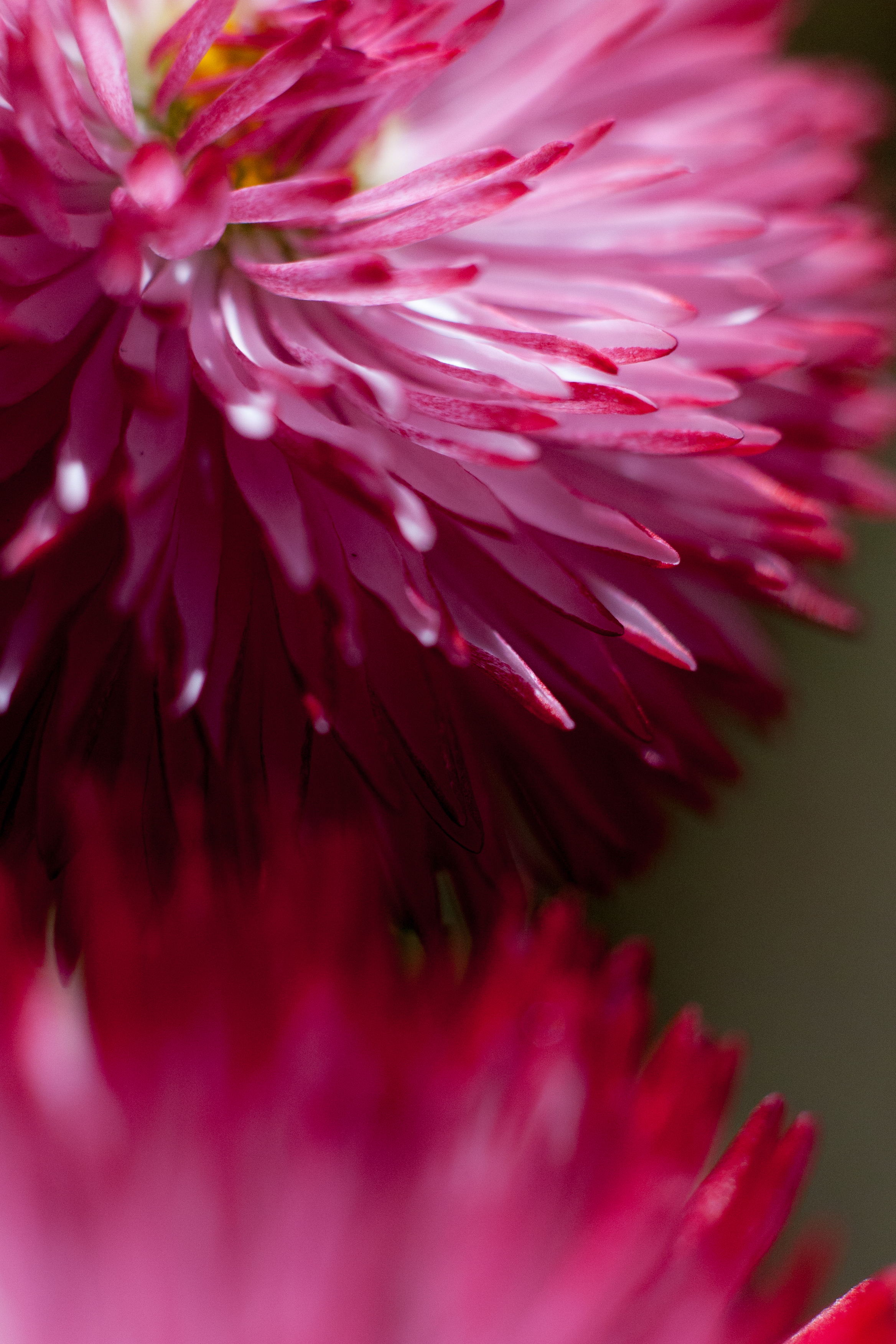 pom poms