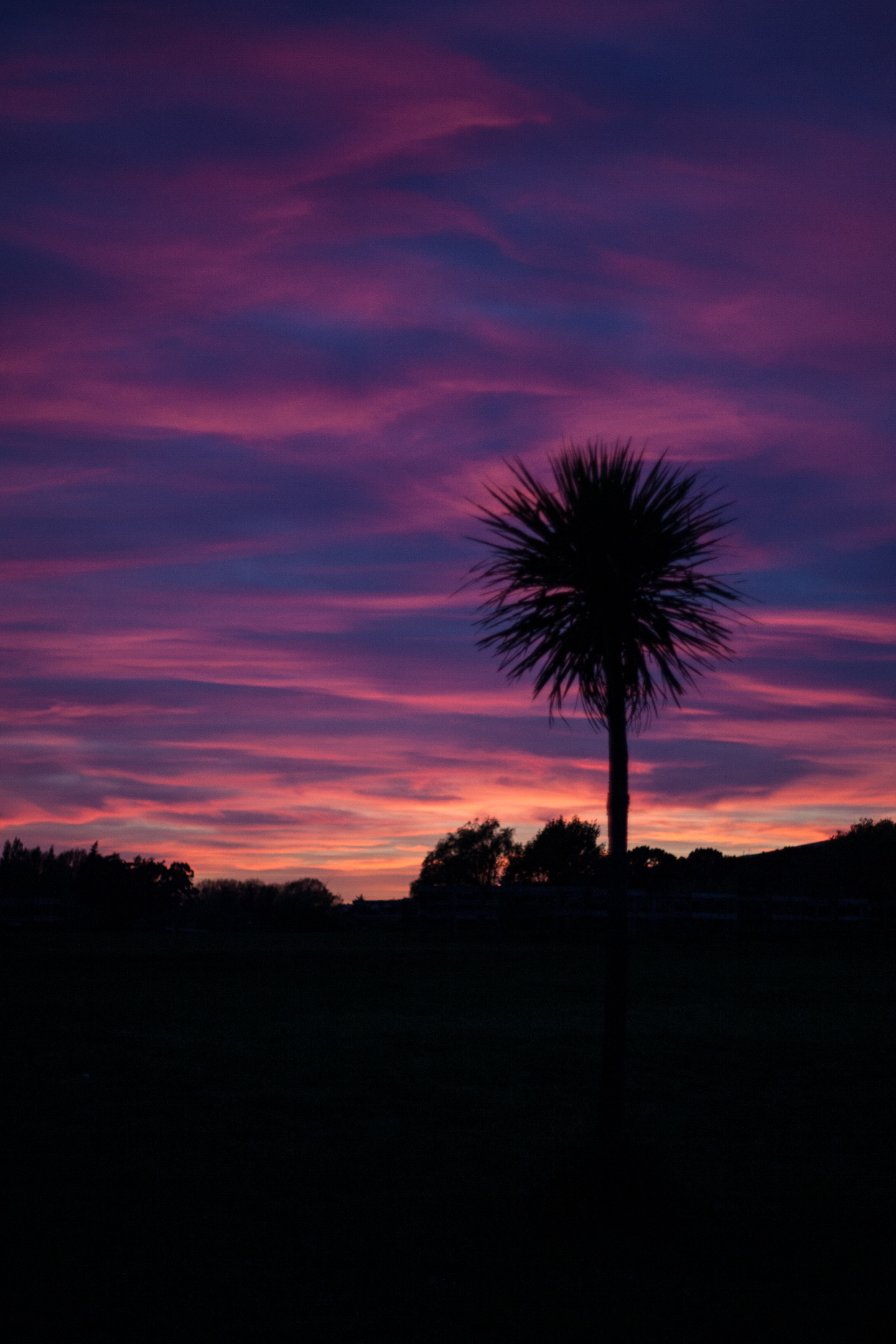purple cabbage tree
