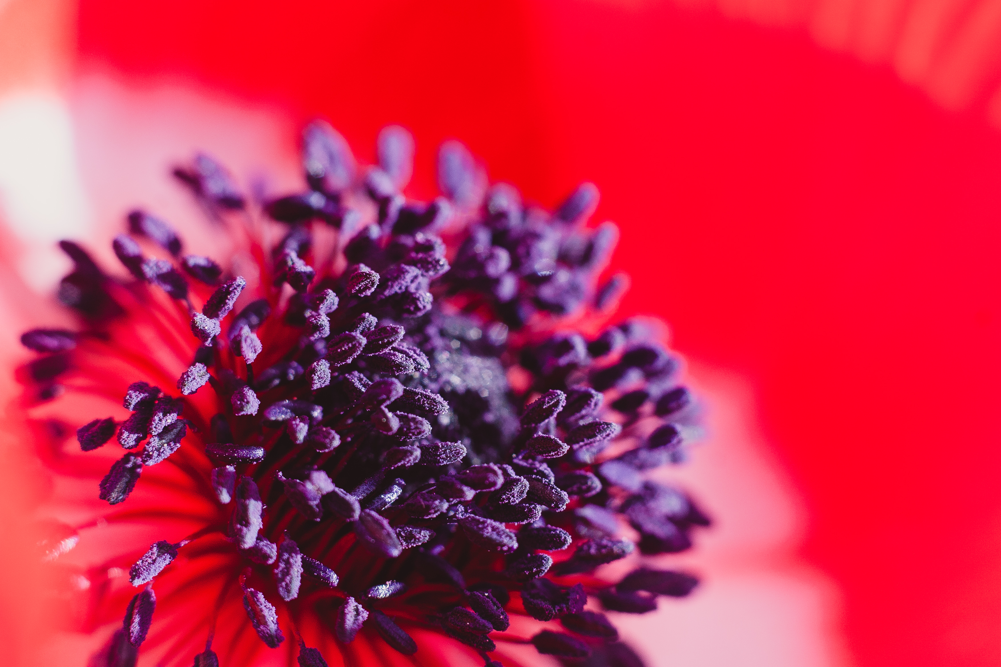 purple pollened poppy