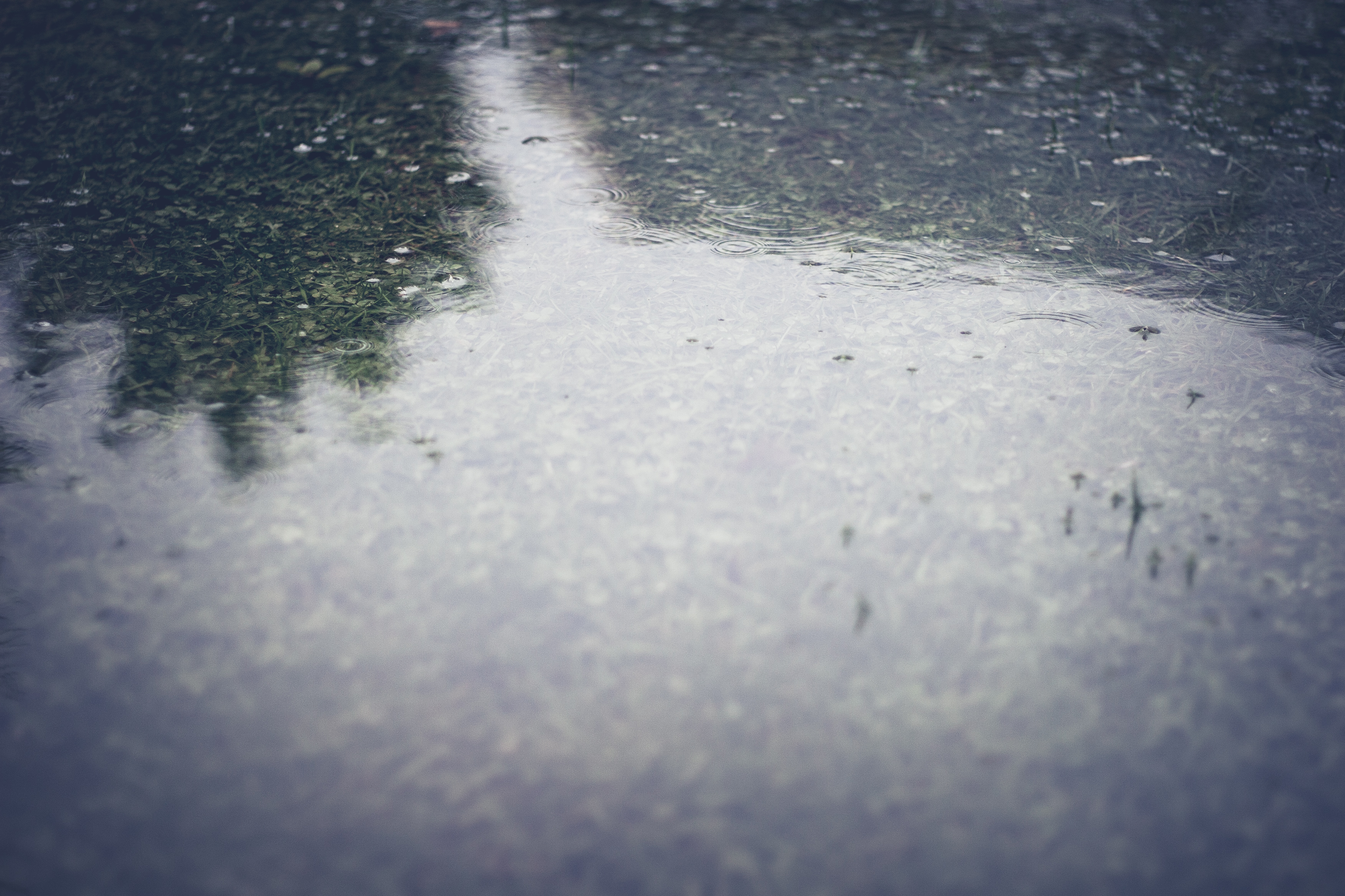 ripples in the grass