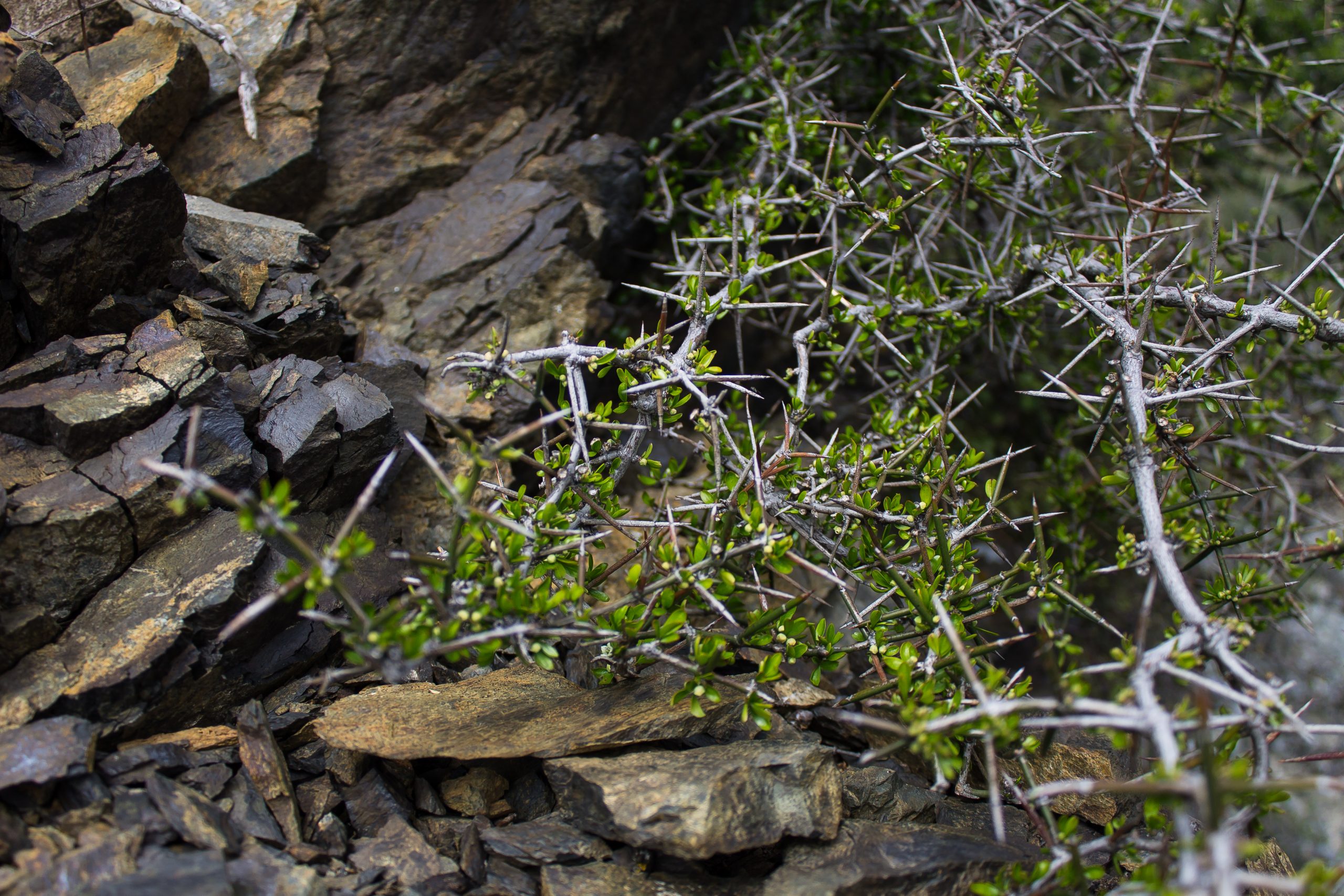 rocky greens