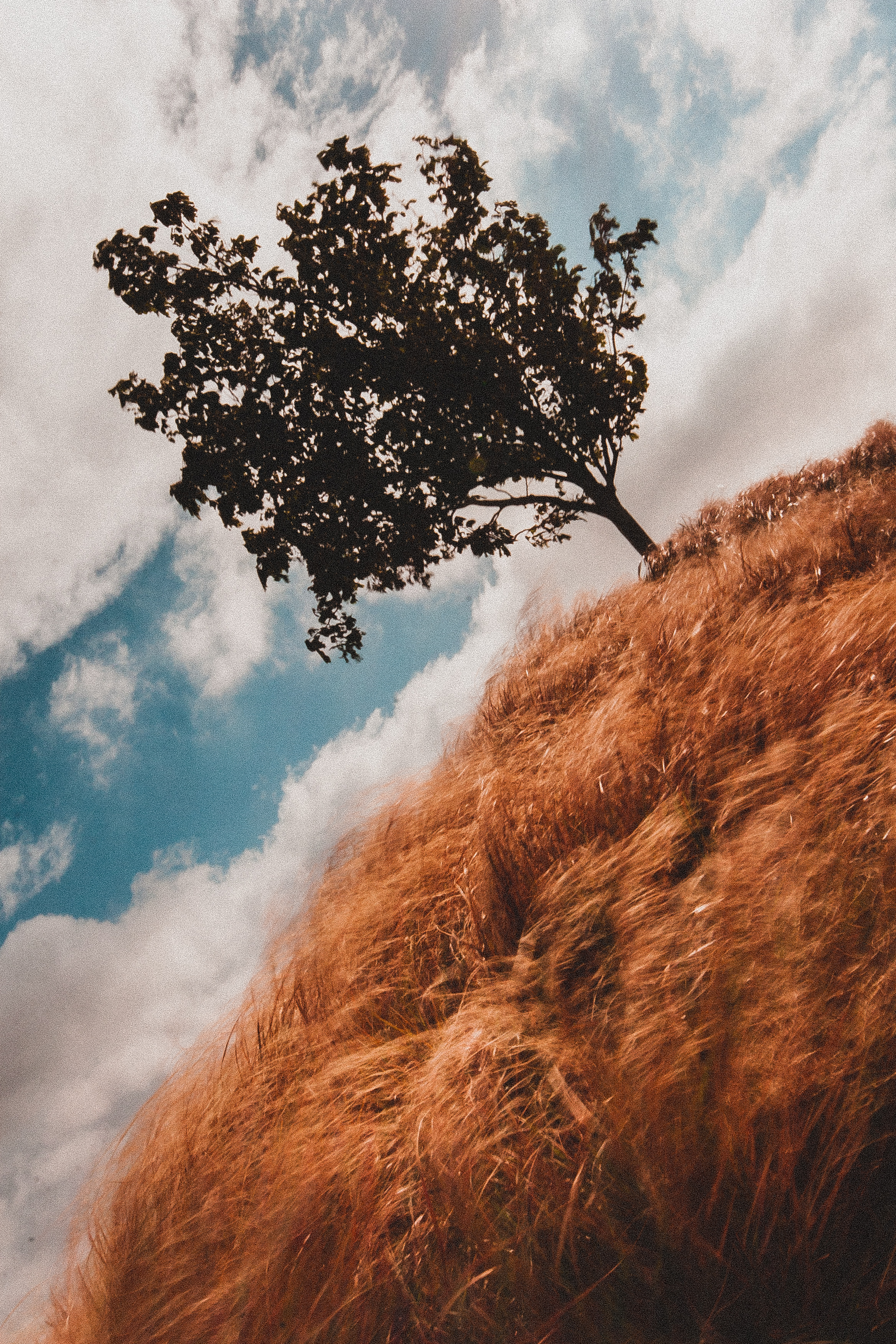 rustling in the wind