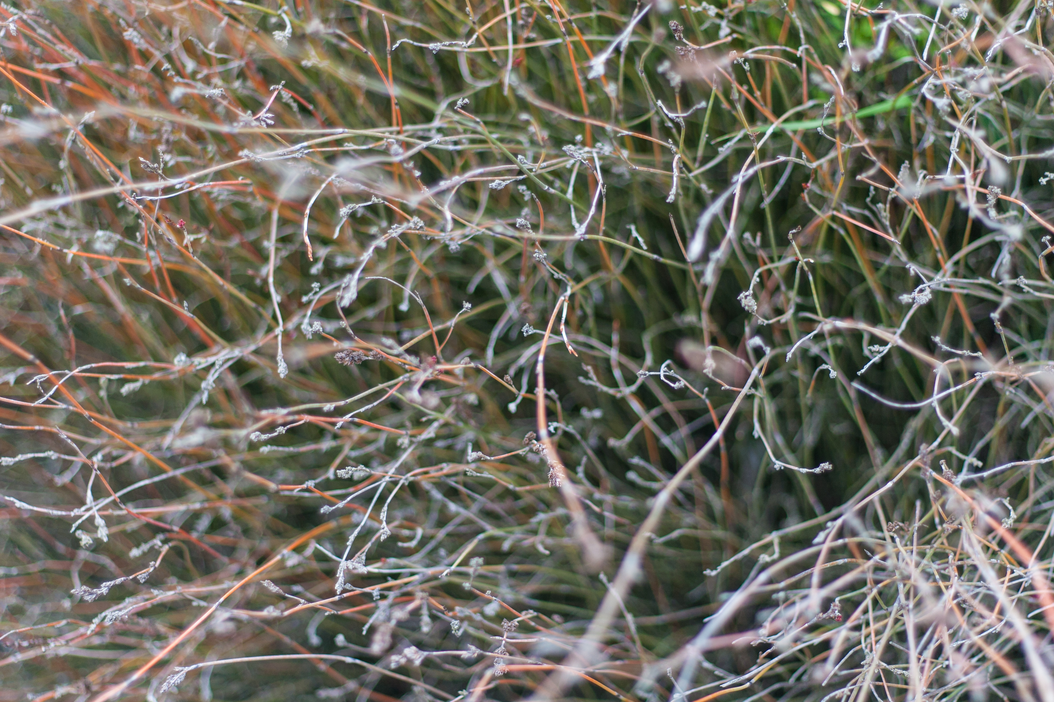 spindly
