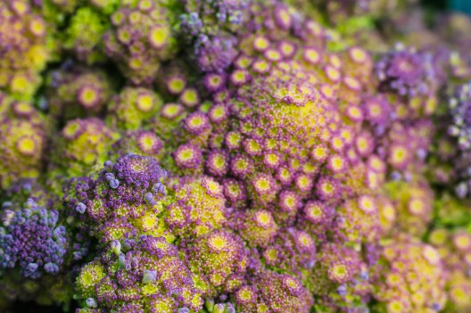 Spores