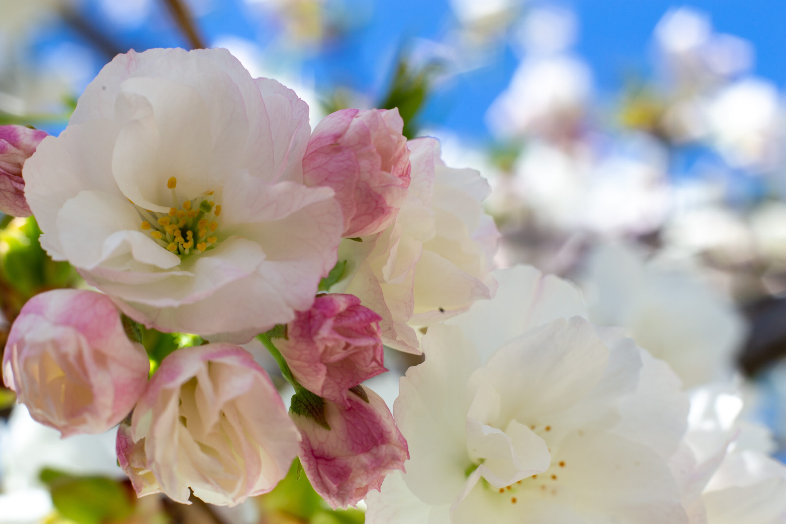 spring days