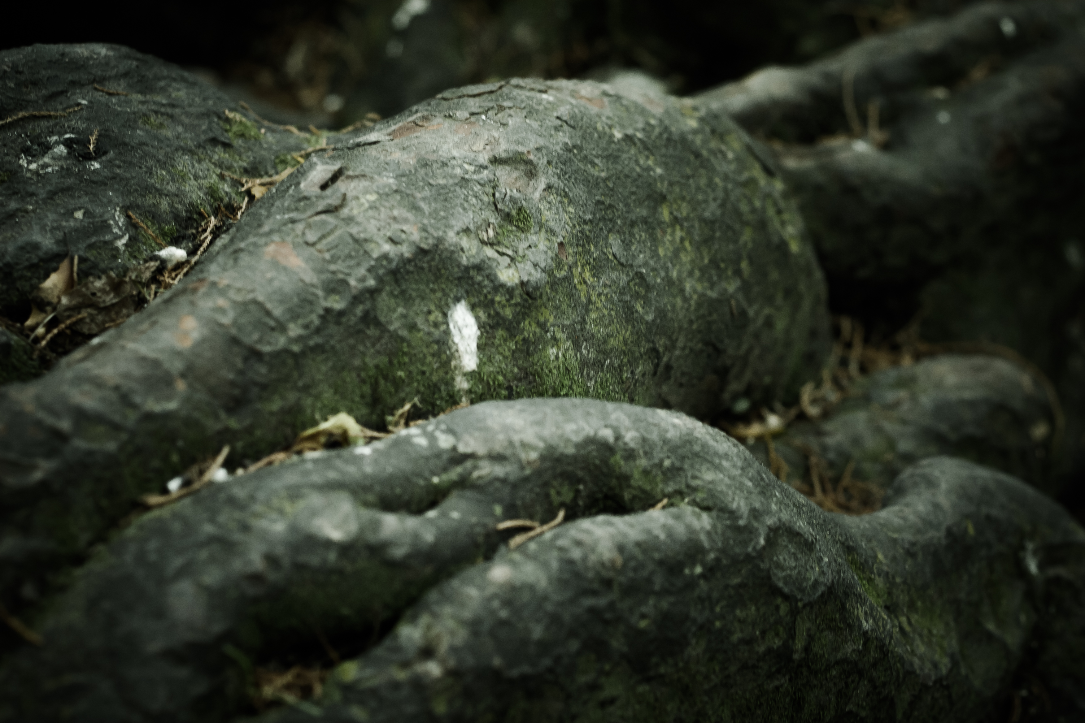 thick roots
