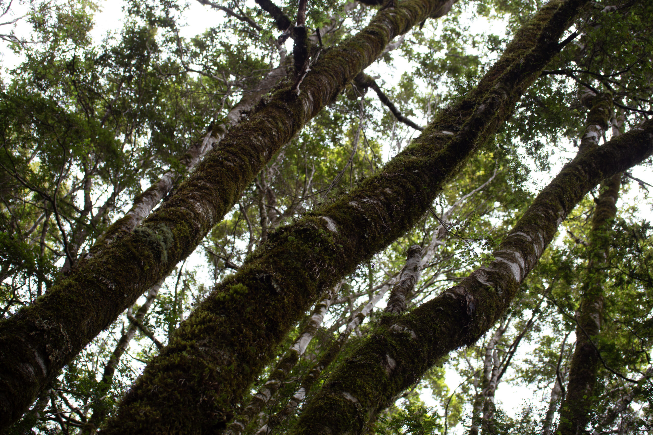 three limbs