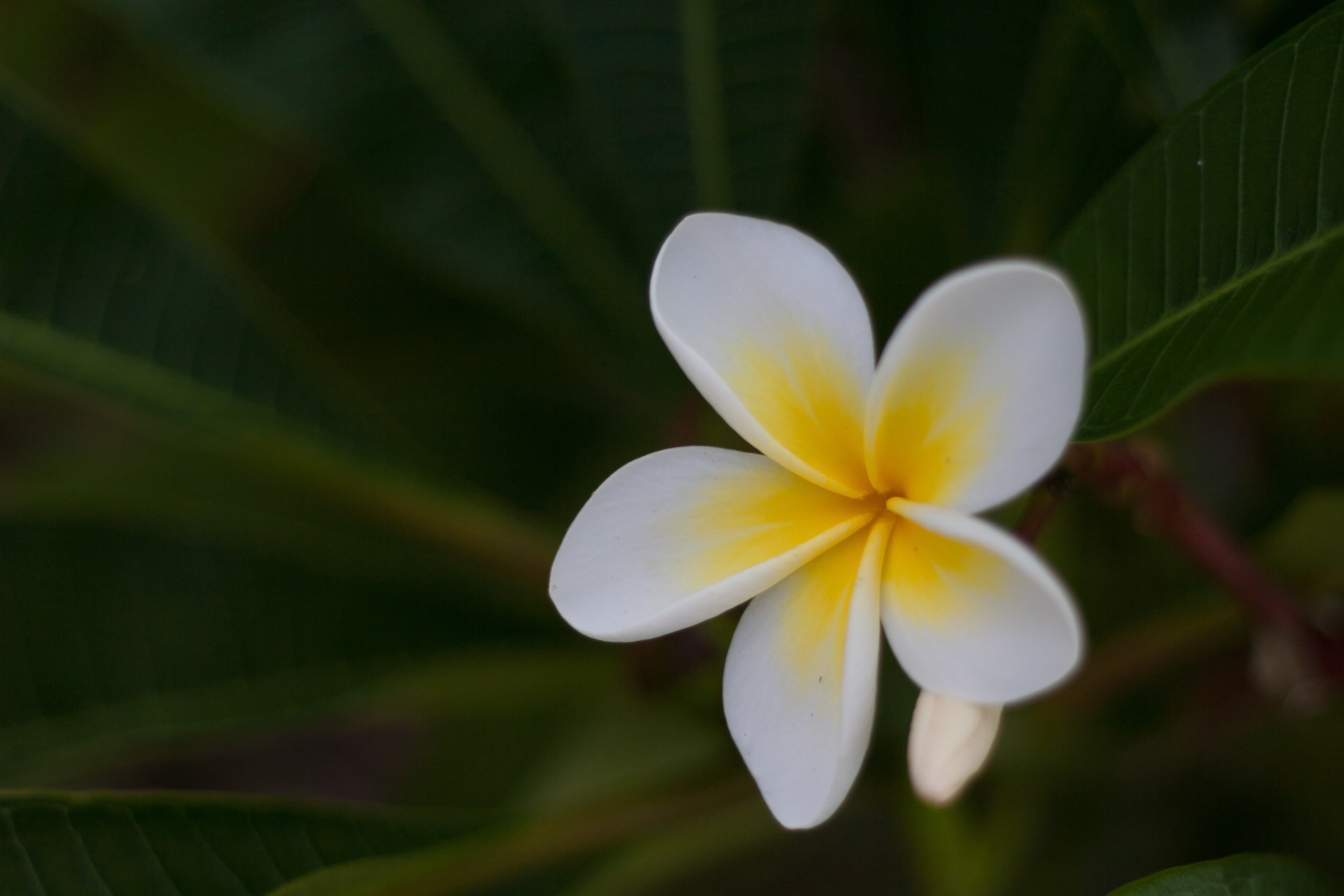 tropical