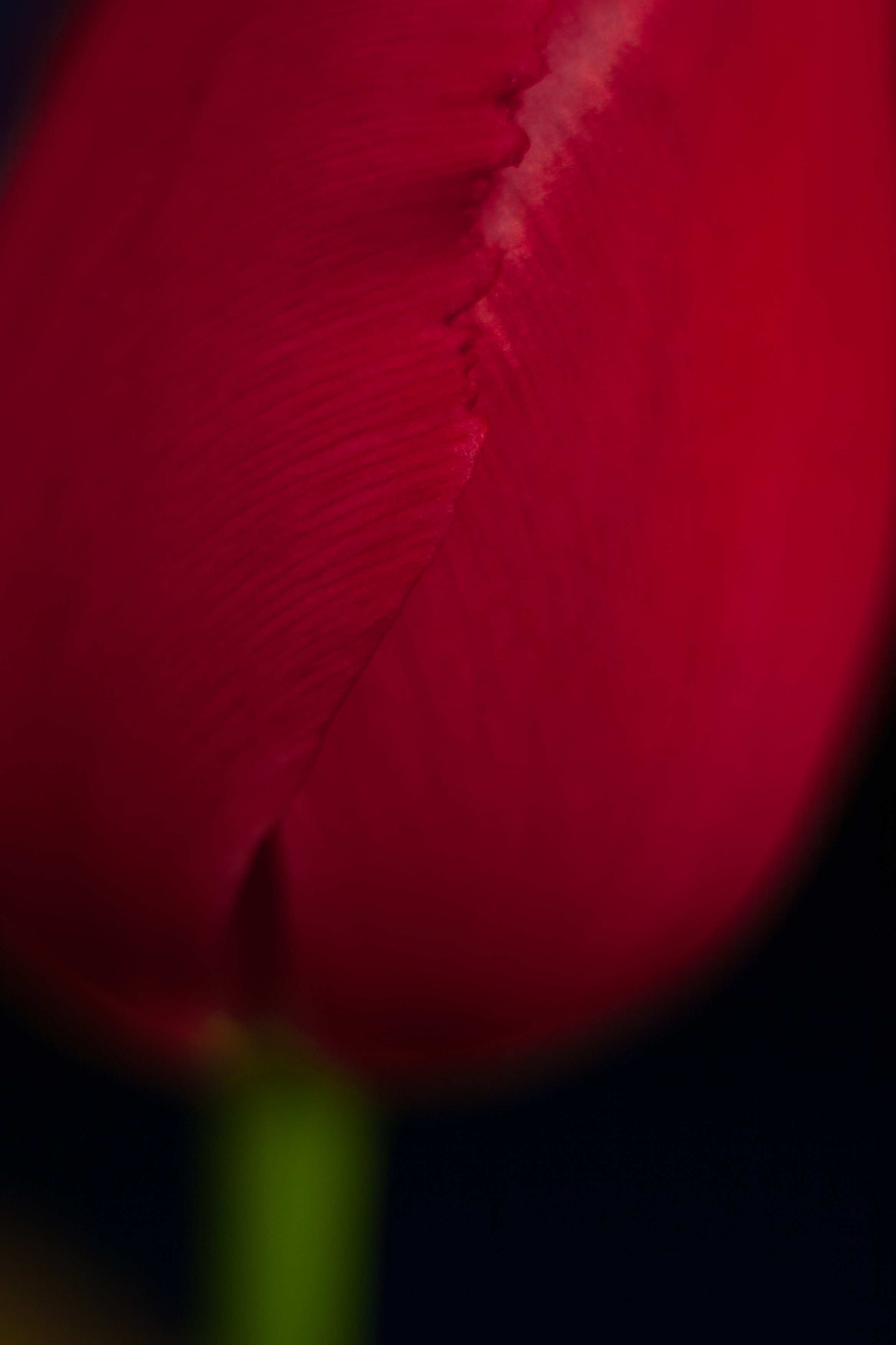 tulip