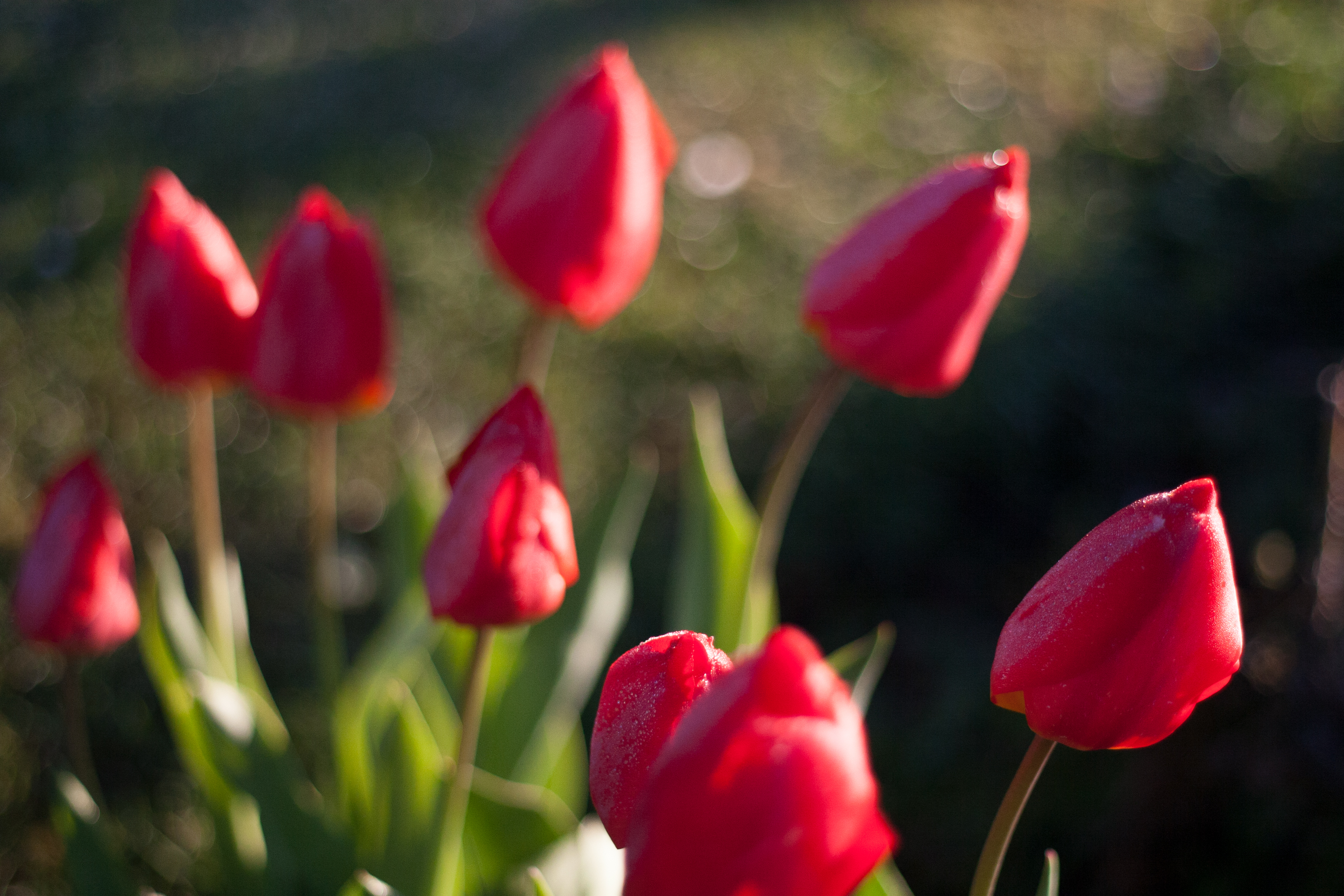 tulips