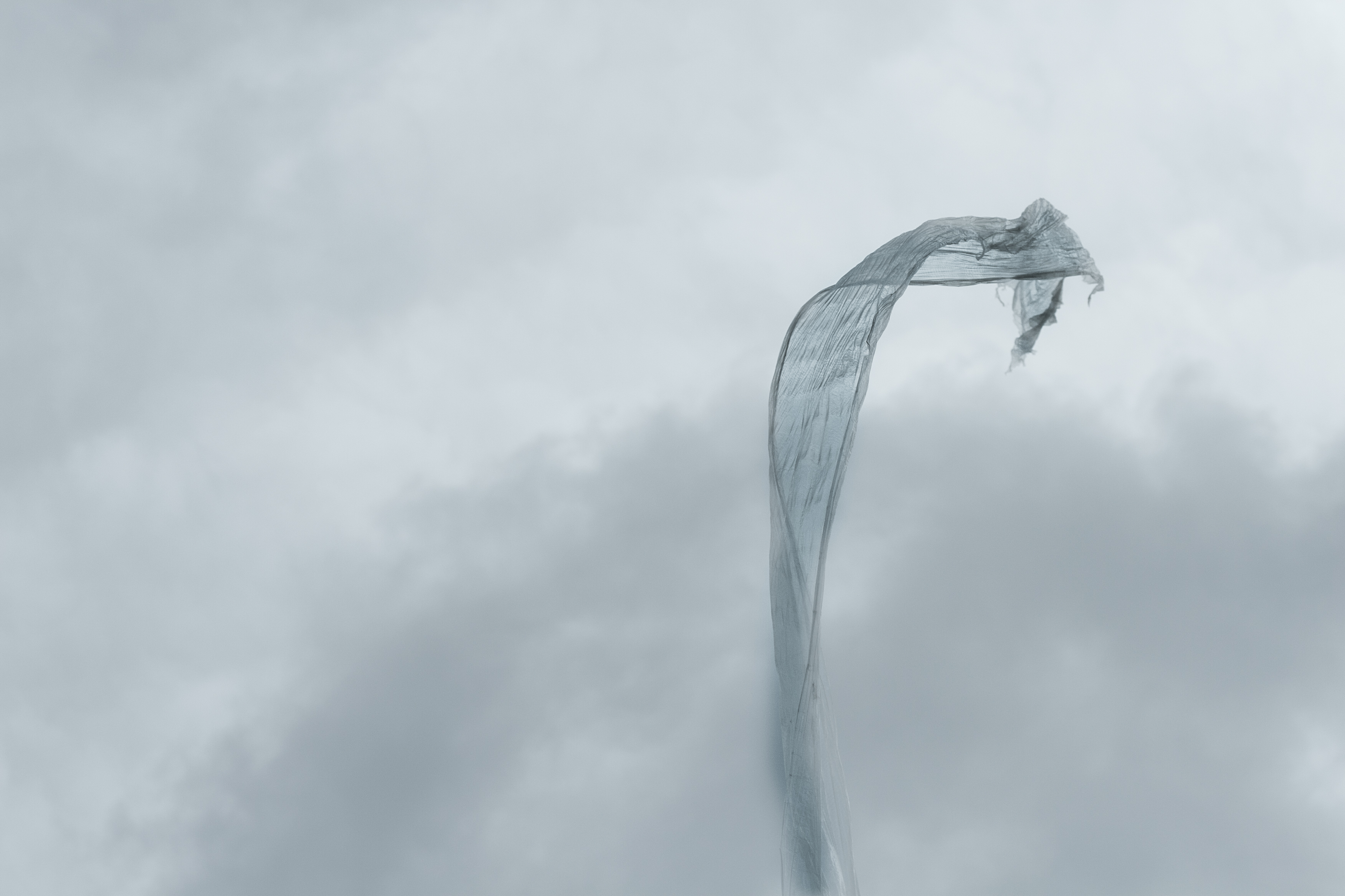 viper