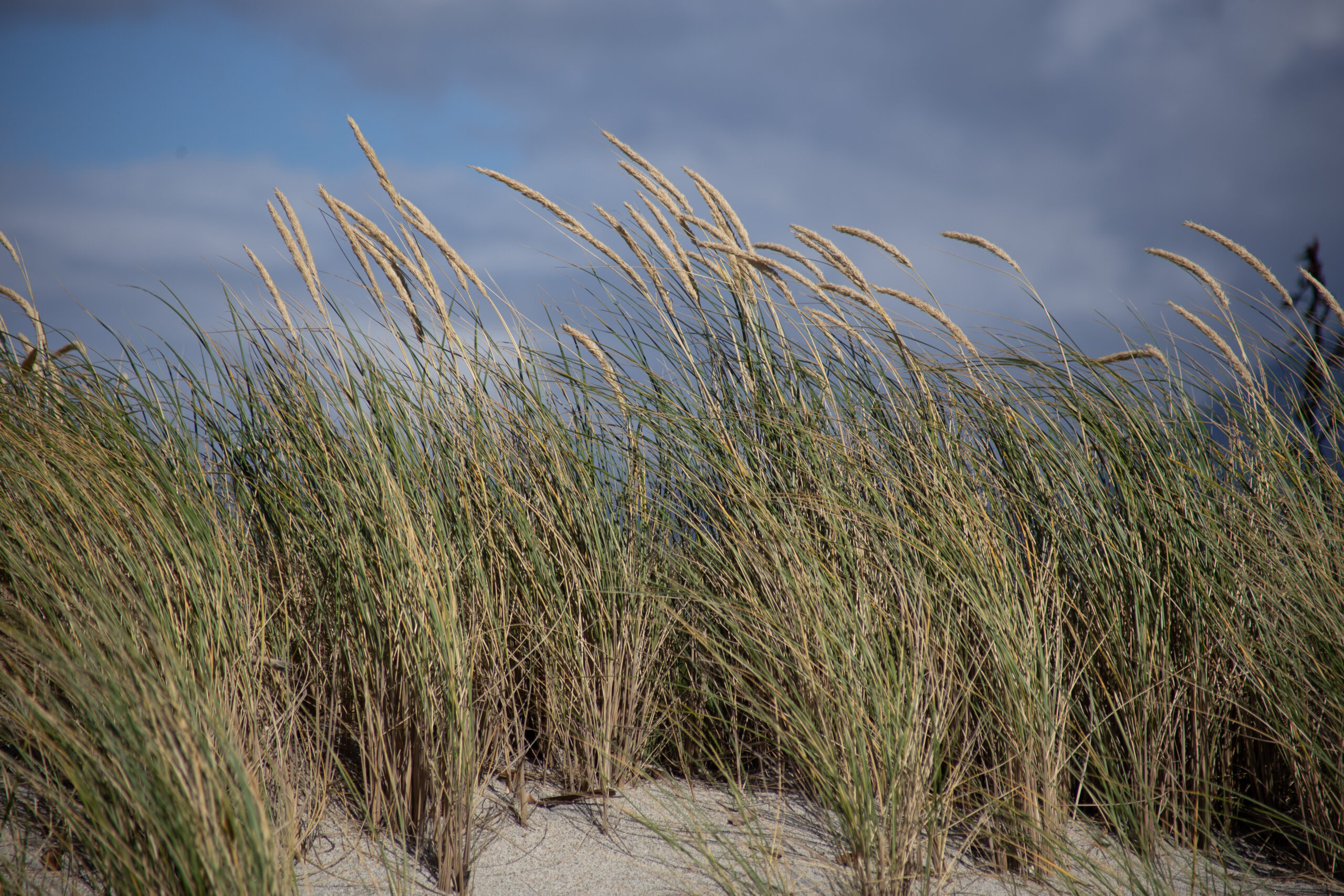 wind swept