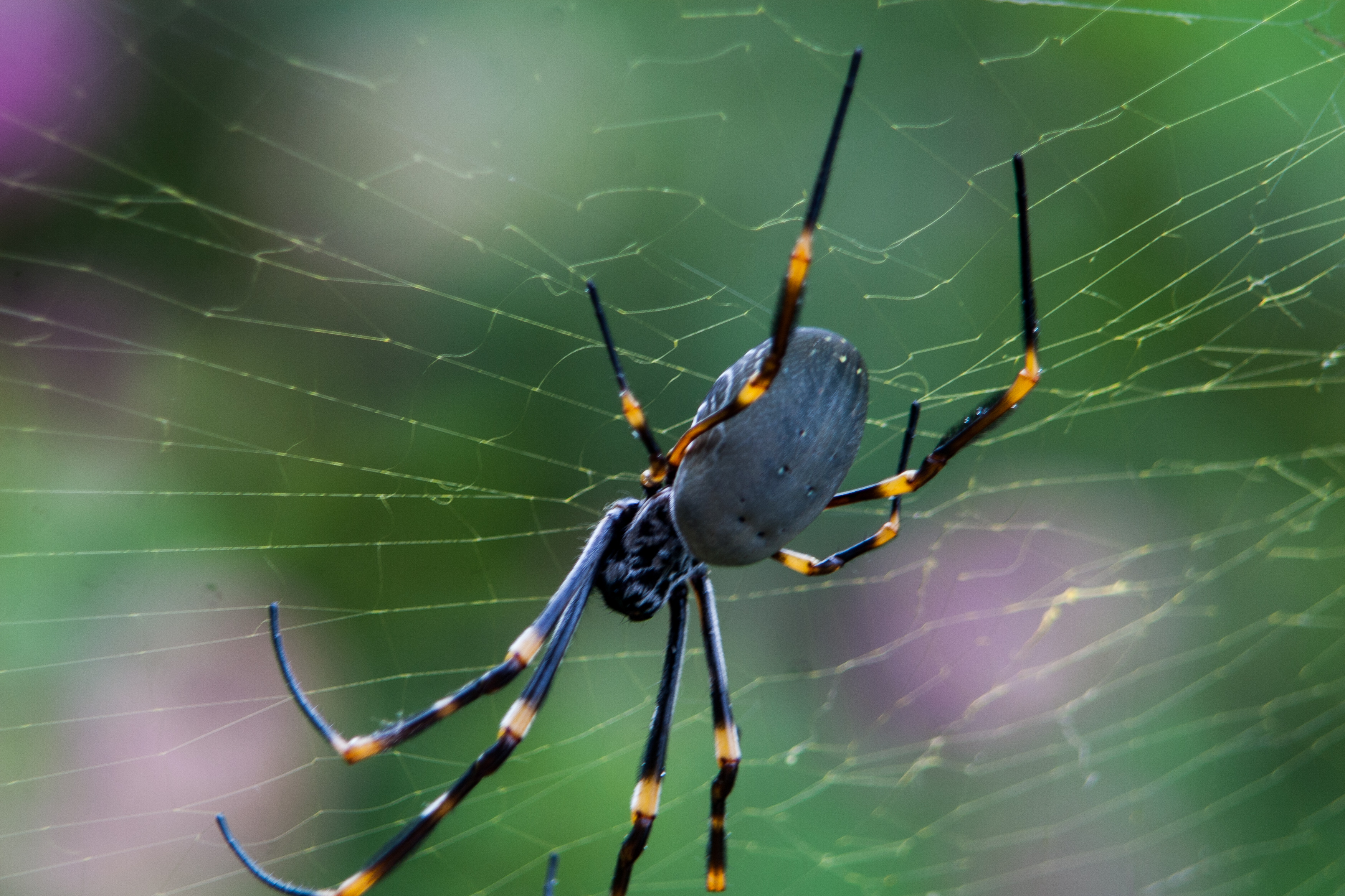 yellow webbed